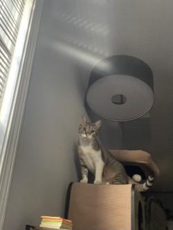 Enlarge Apollo, a Adoptable mixed breed in Chicago, IL image 1/3