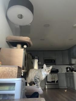 Enlarge Apollo, a Adoptable mixed breed in Chicago, IL image 2/3