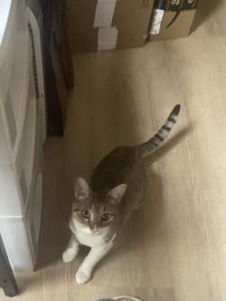 Enlarge Apollo, a Adoptable mixed breed in Chicago, IL image 3/3