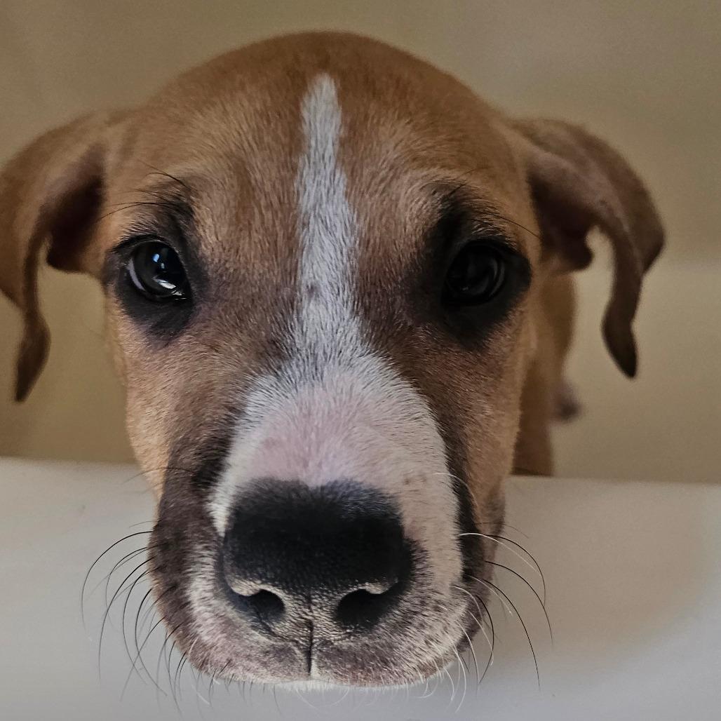 Pancake, Adoptable, Puppy Female Boxer & Pit Bull Terrier.