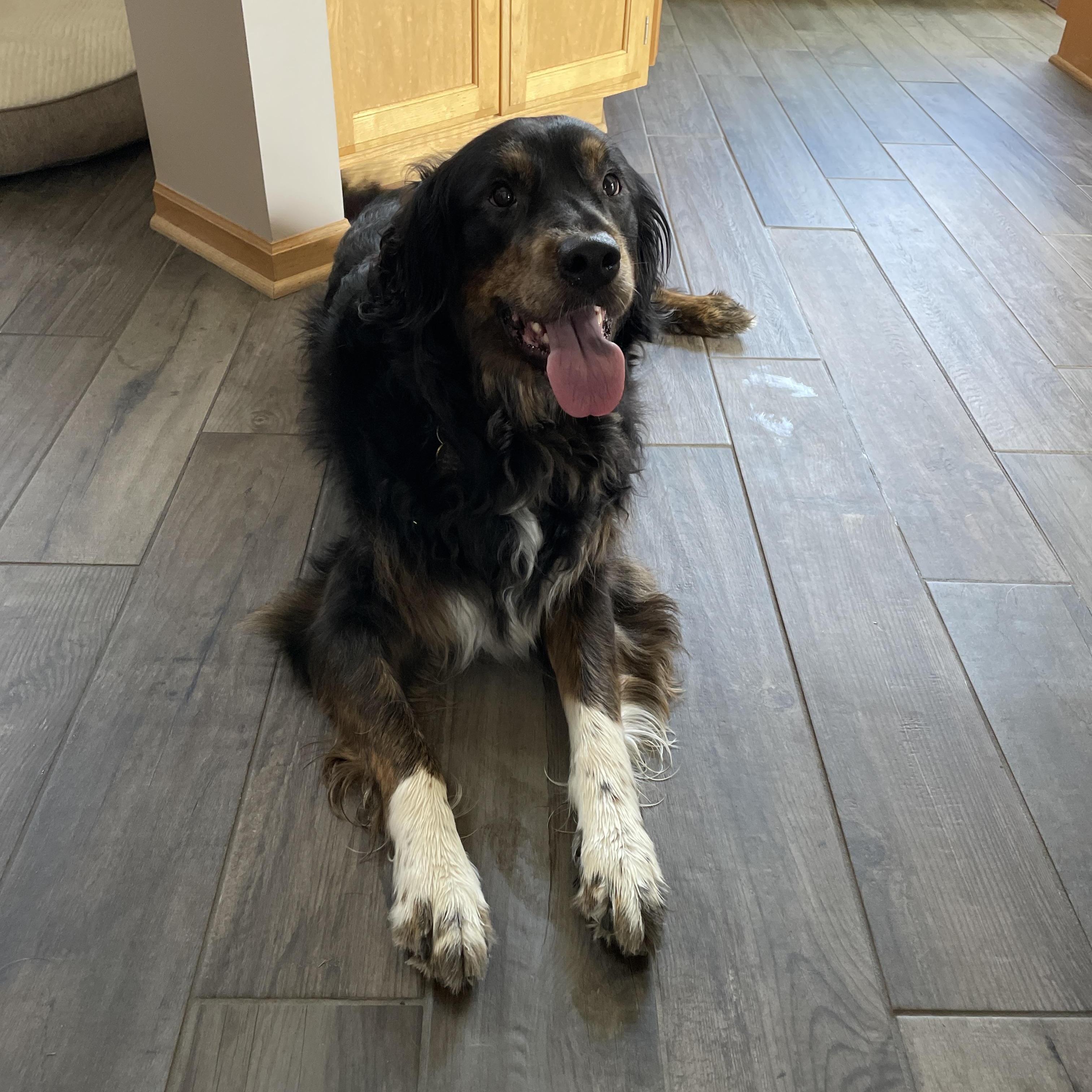 CC, Adopted, Adult Female Golden Retriever & Bernese Mountain Dog.