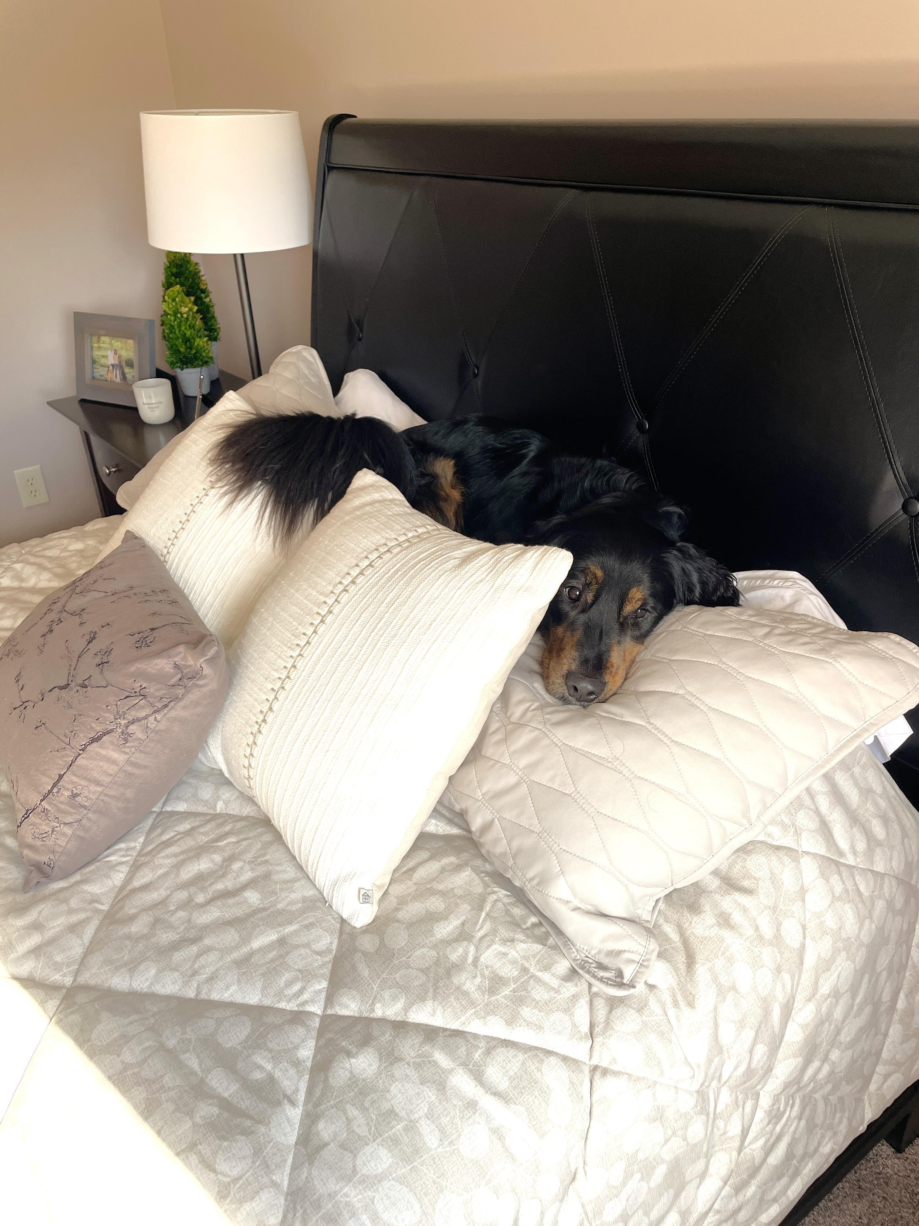 Enlarge CC, a Adopted mixed breed in Minnetonka, MN image 2/5