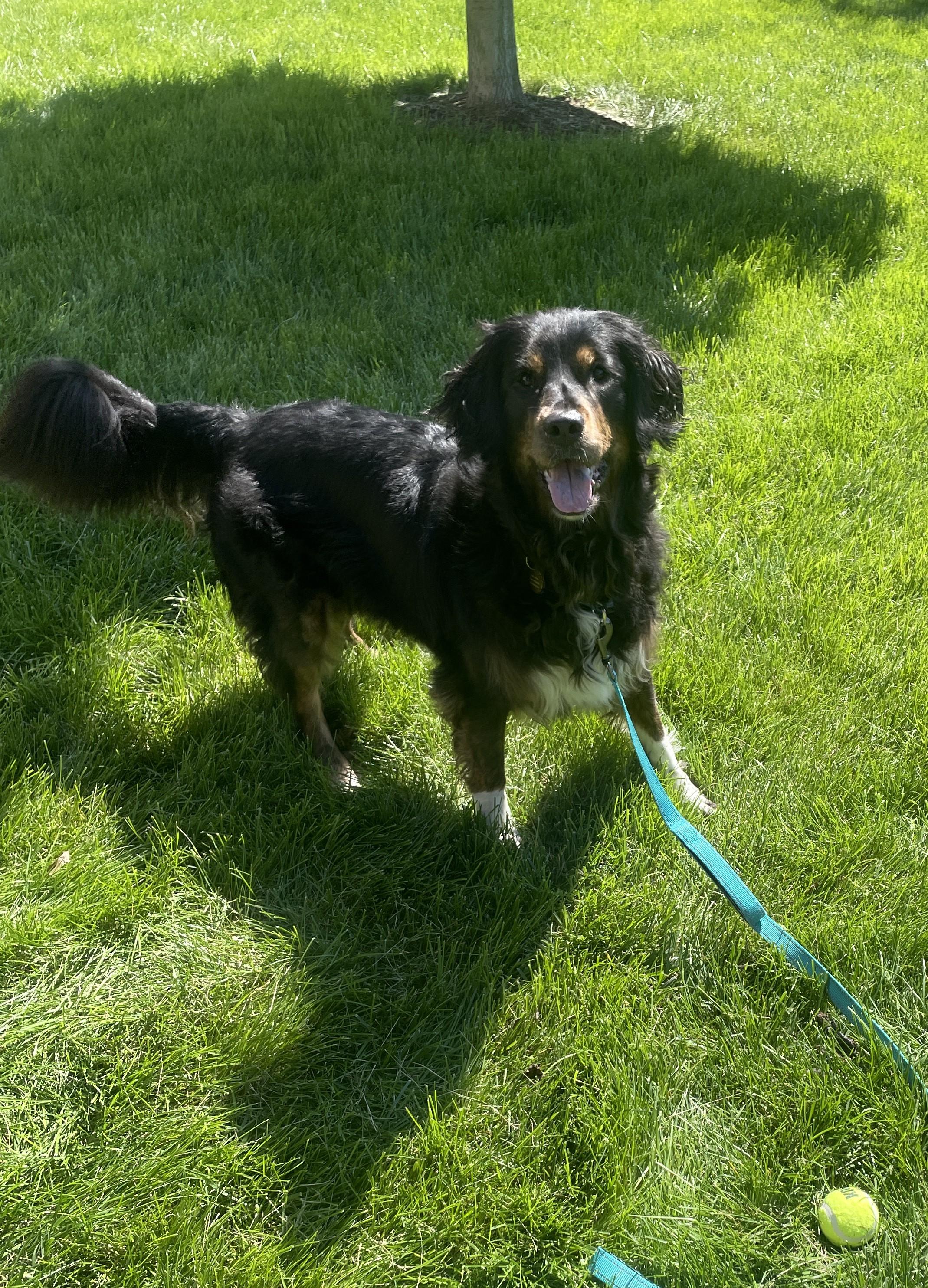 CC, Adopted, Adult Female Golden Retriever & Bernese Mountain Dog.