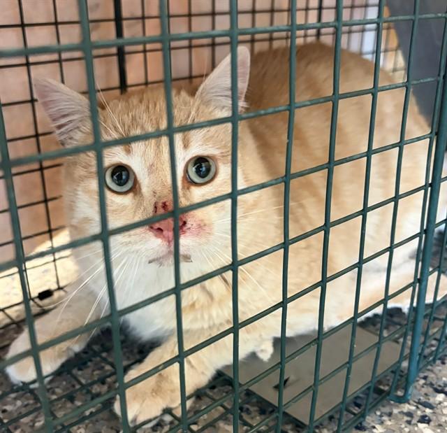 RAZZMATAZZ, Adoptable, Young Male Domestic Short Hair.