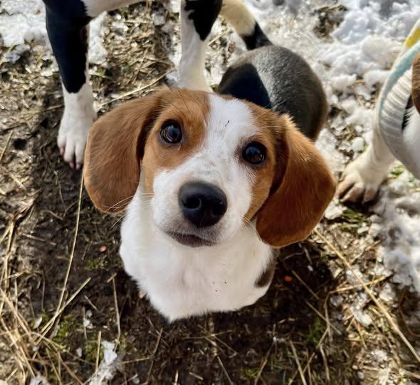 Popcorn, adopted, Young Female Australian Shepherd & Basset Hound.