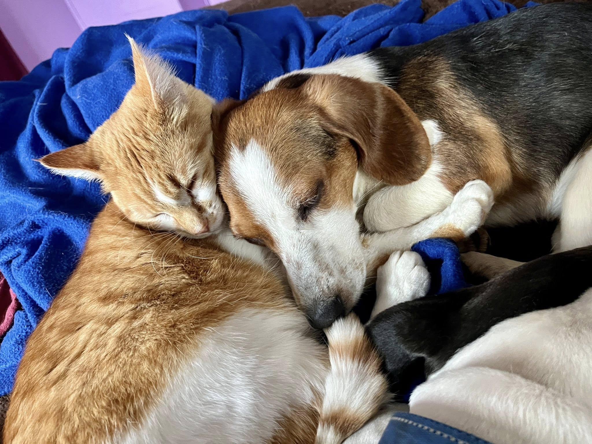 Enlarge Popcorn, an adopted mixed breed in Elkland, PA image 2/4