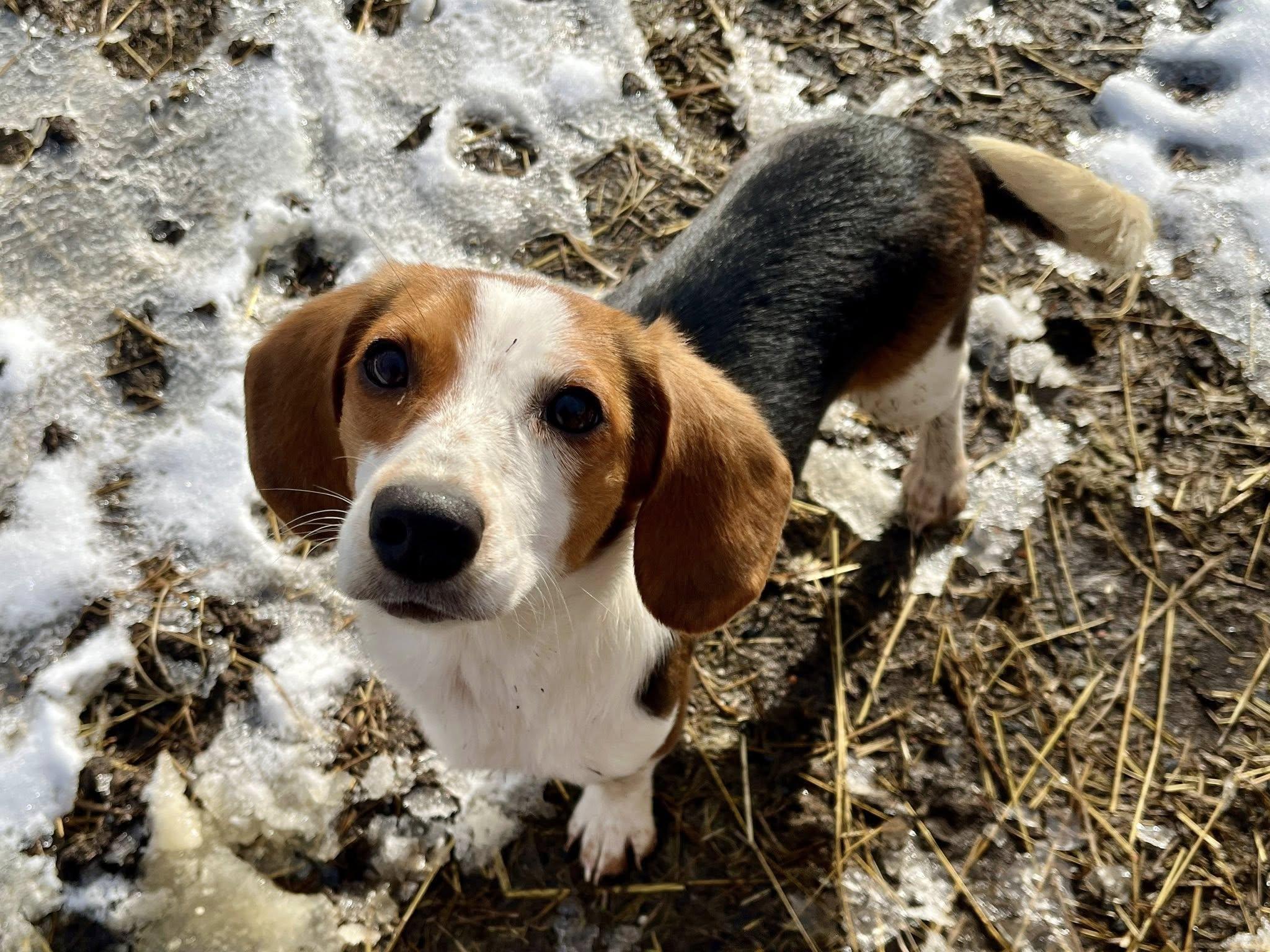 Enlarge Popcorn, an adopted mixed breed in Elkland, PA image 3/4