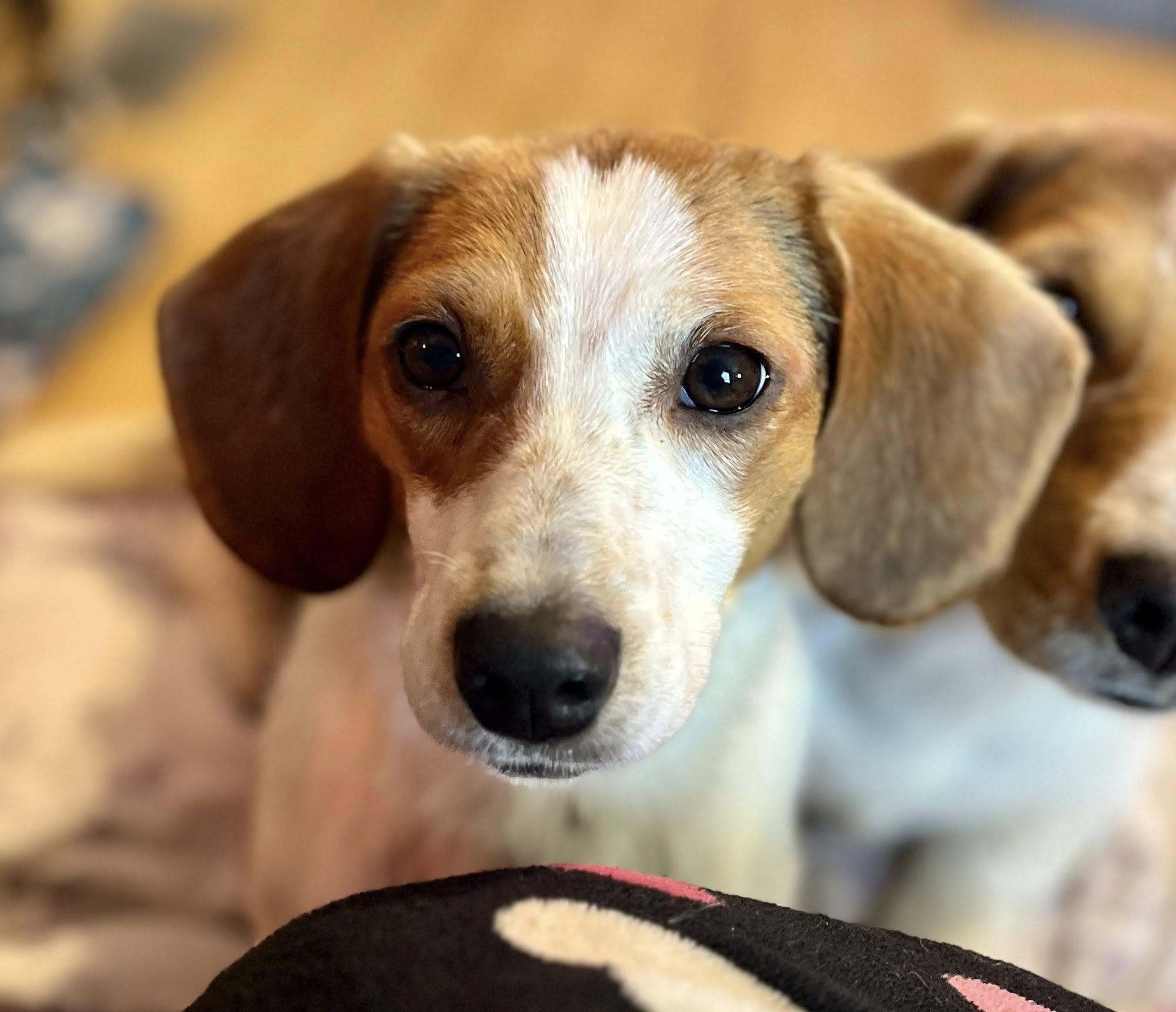 Enlarge Popcorn, an adopted mixed breed in Elkland, PA image 4/4