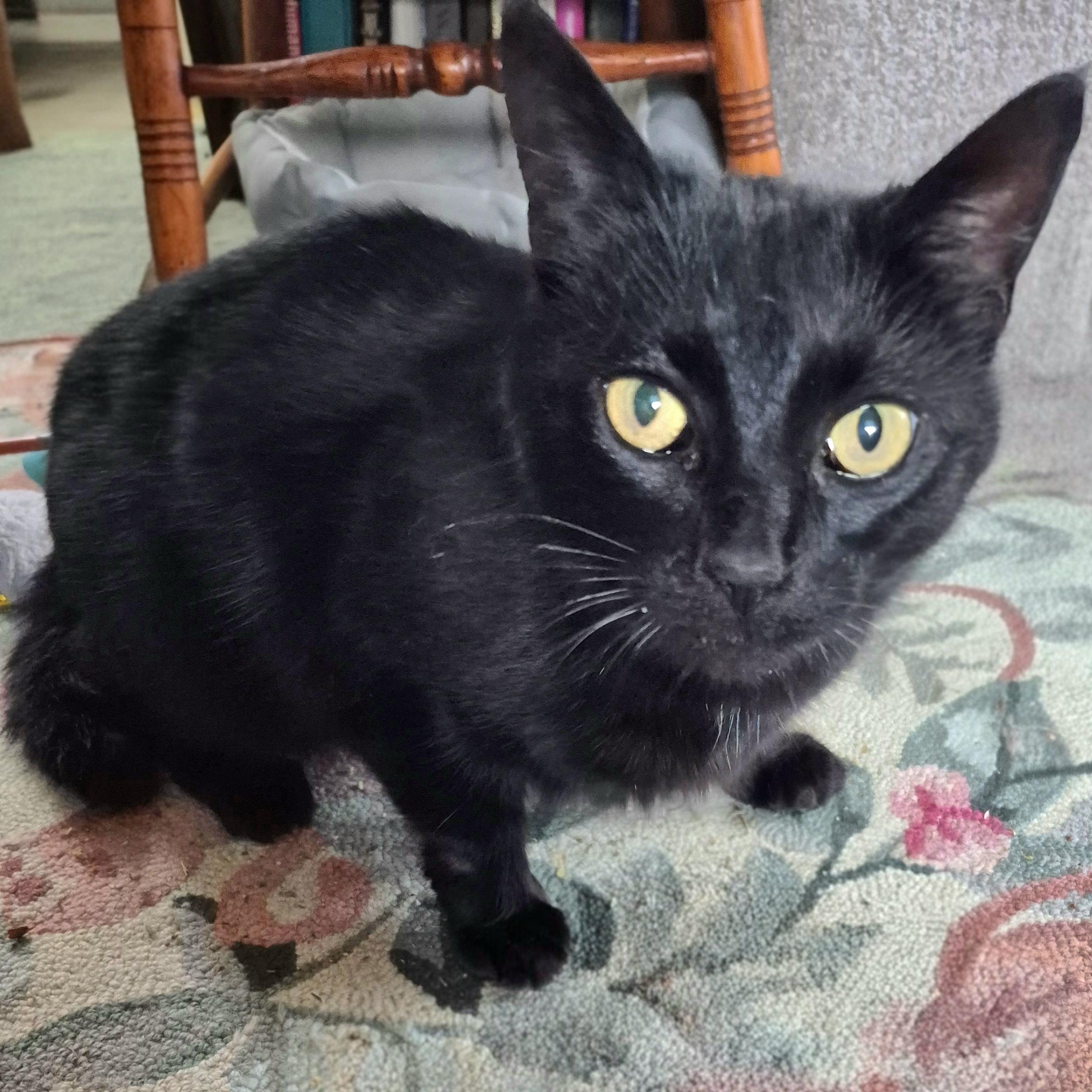 Enlarge Inka, a ADOPTABLE Domestic Short Hair in Attleboro, MA image 3/4