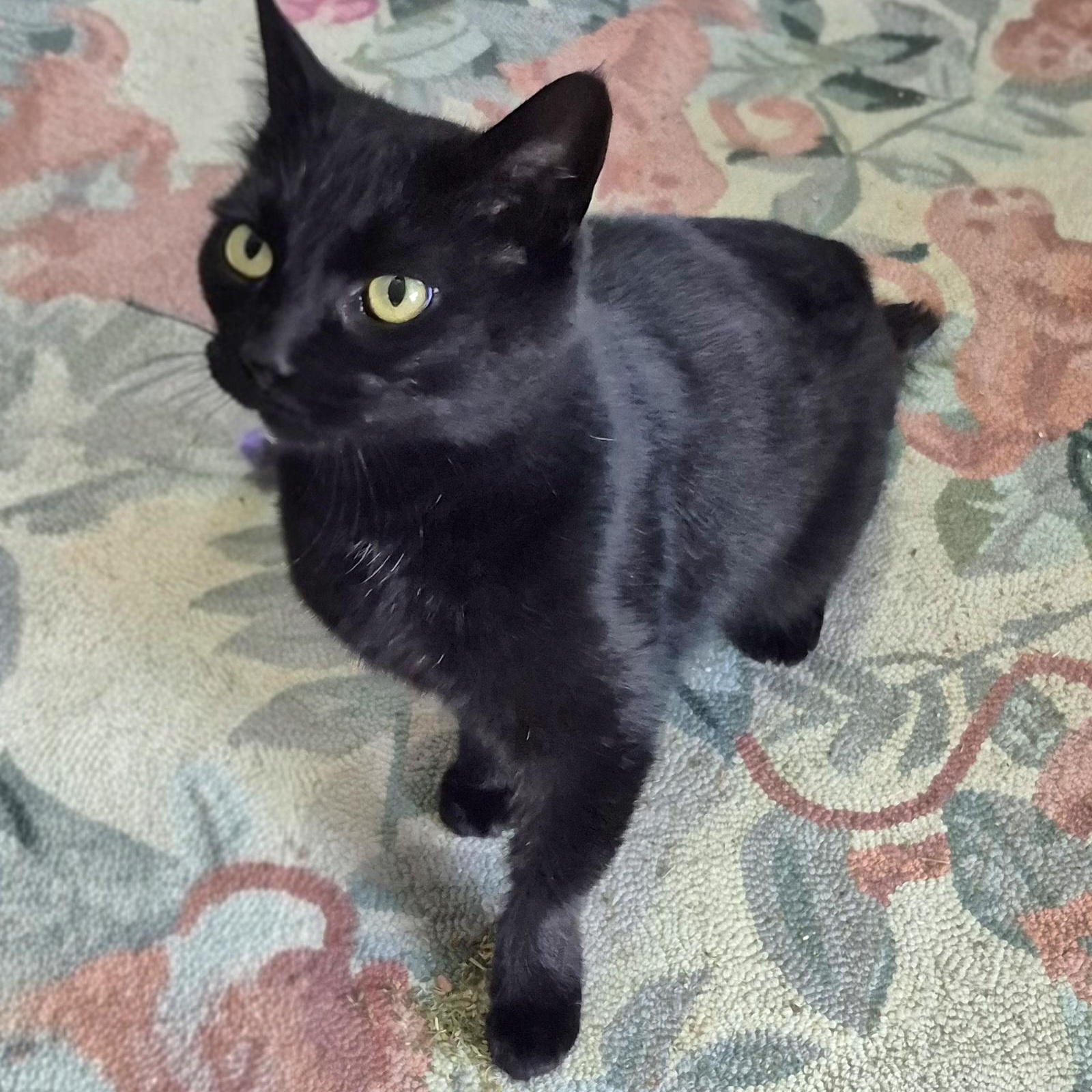Enlarge Inka, a ADOPTABLE Domestic Short Hair in Attleboro, MA image 2/4