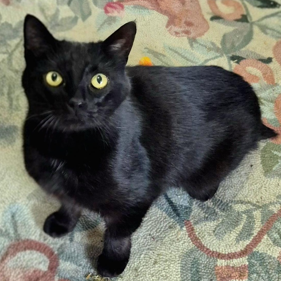 Enlarge Inka, a ADOPTABLE Domestic Short Hair in Attleboro, MA image 4/4