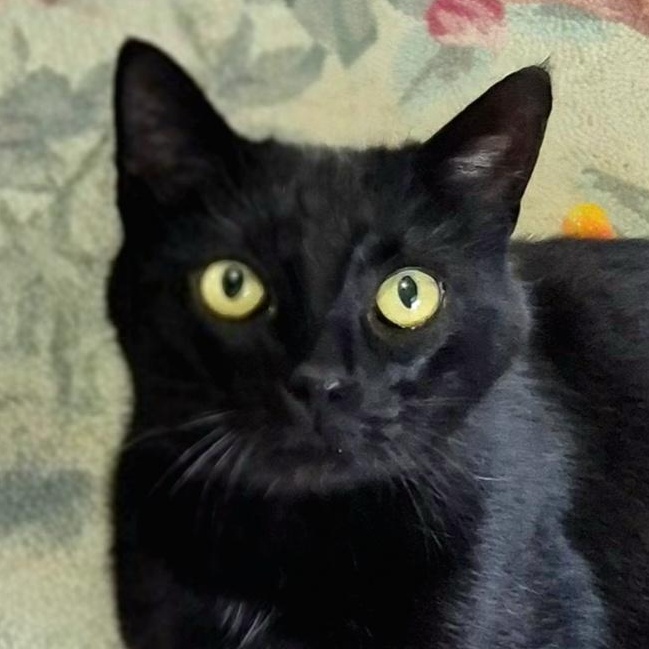 Inka, ADOPTABLE, Adult Female Domestic Short Hair.