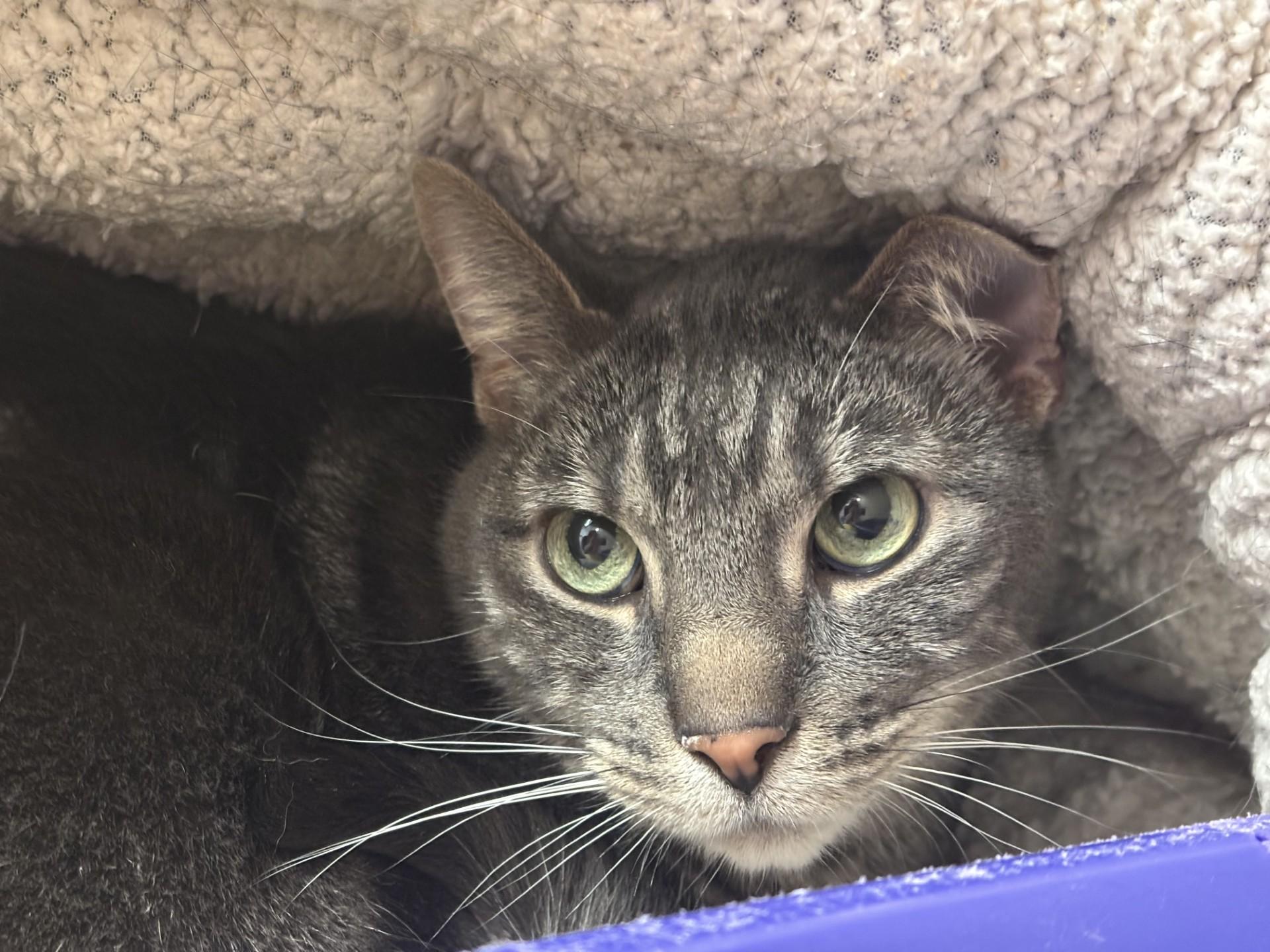 Enlarge Chico, a other Domestic Short Hair in Grants Pass, OR image 2/2