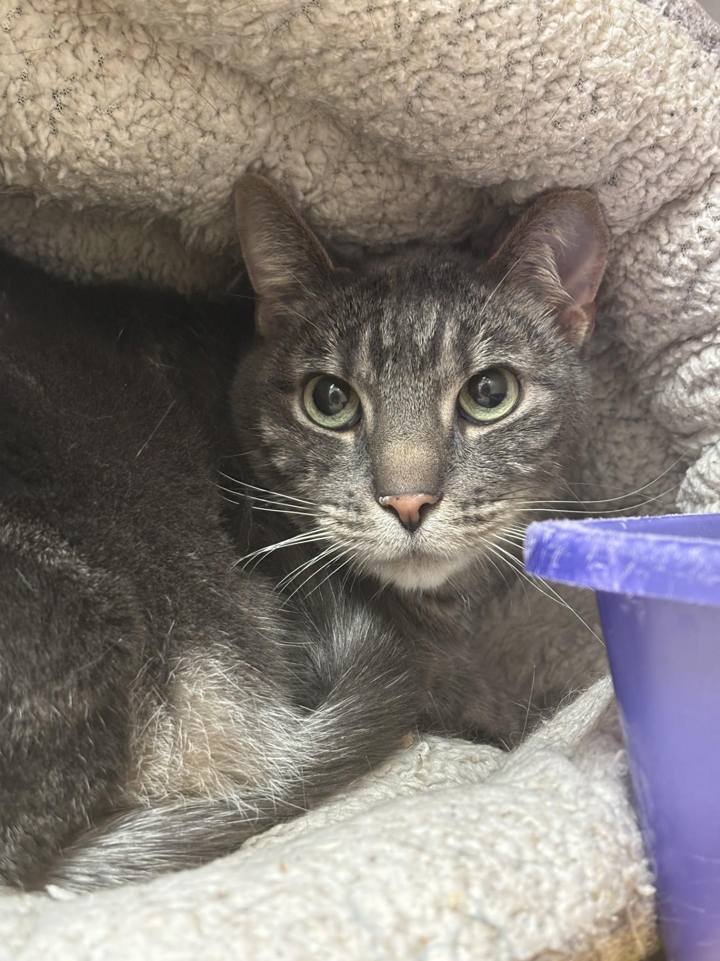 Enlarge Chico, a other Domestic Short Hair in Grants Pass, OR image 1/2