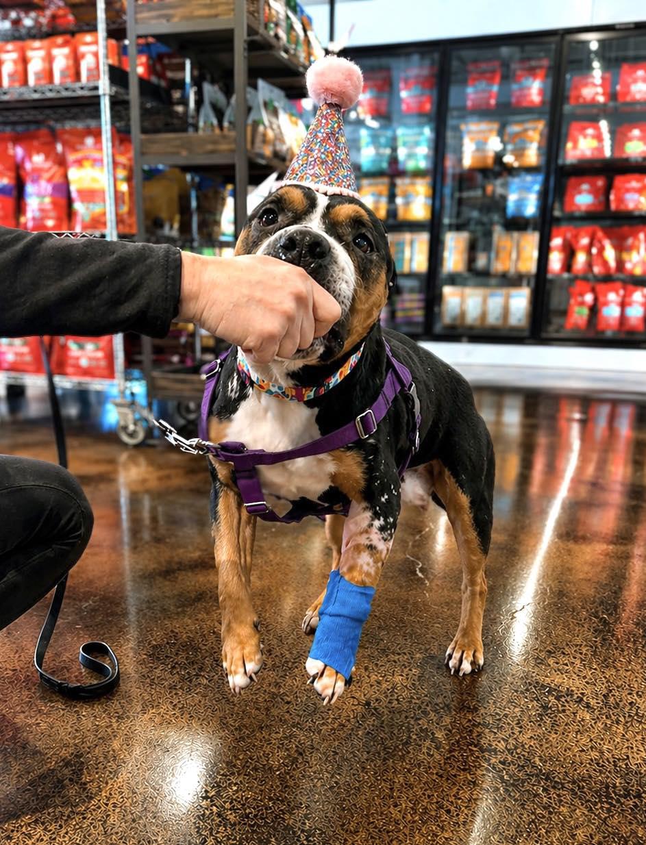 Enlarge Mila, a Adoptable Pit Bull Terrier in Crete, IL image 1/3