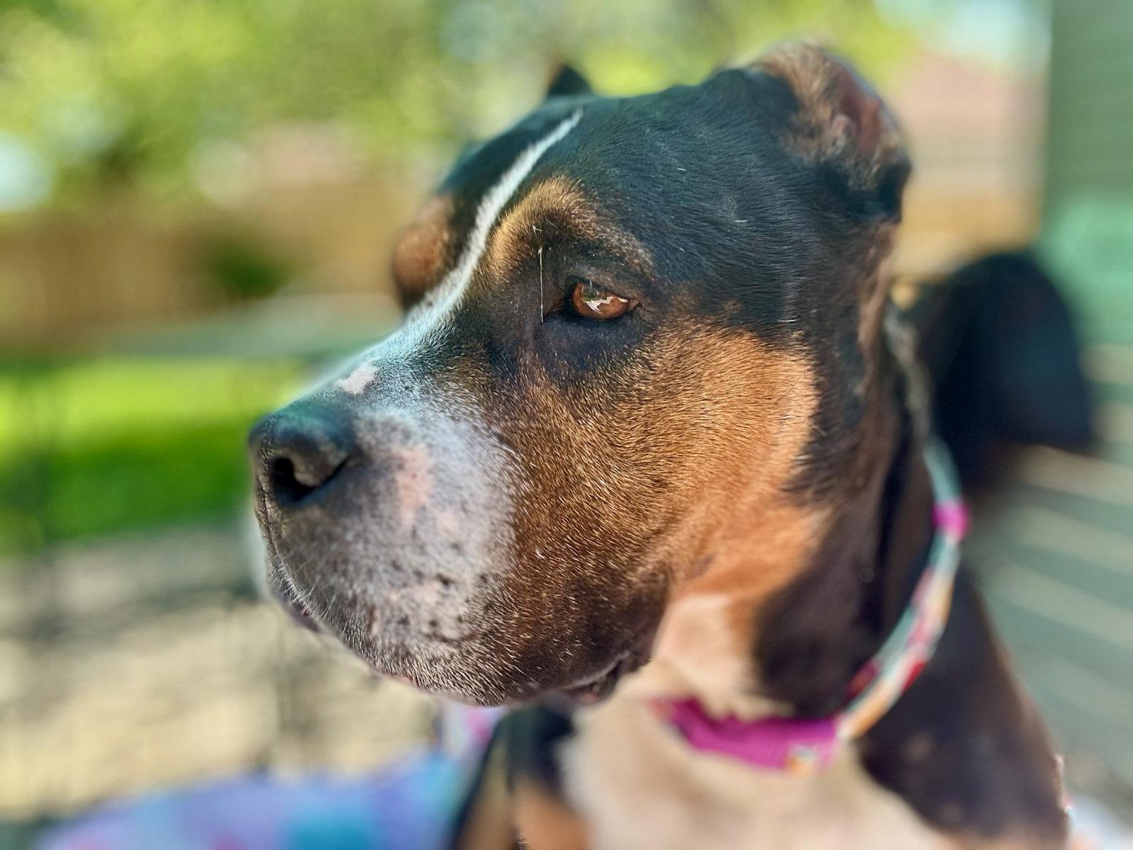 Mila, Adoptable, Adult Female Pit Bull Terrier.