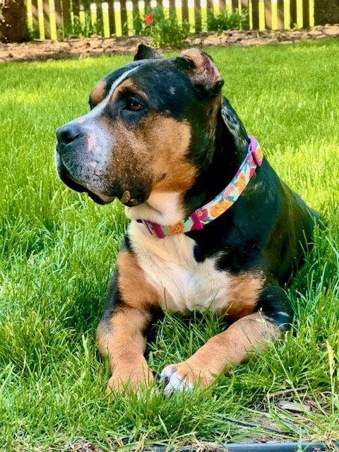 Mila, a Adoptable Pit Bull Terrier in Crete, IL image 2/3