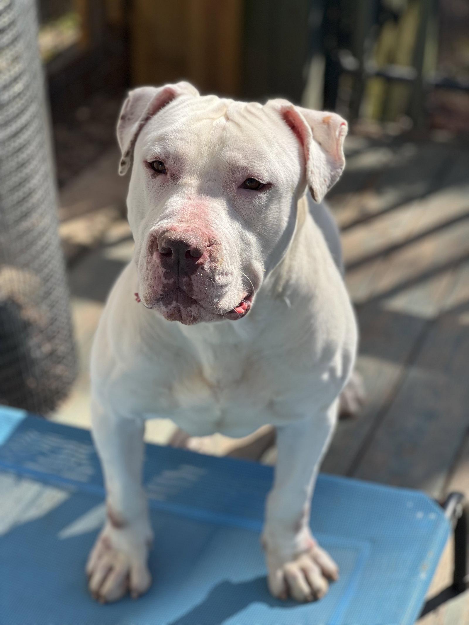 T Bone, Adoptable, Adult Male American Bulldog.