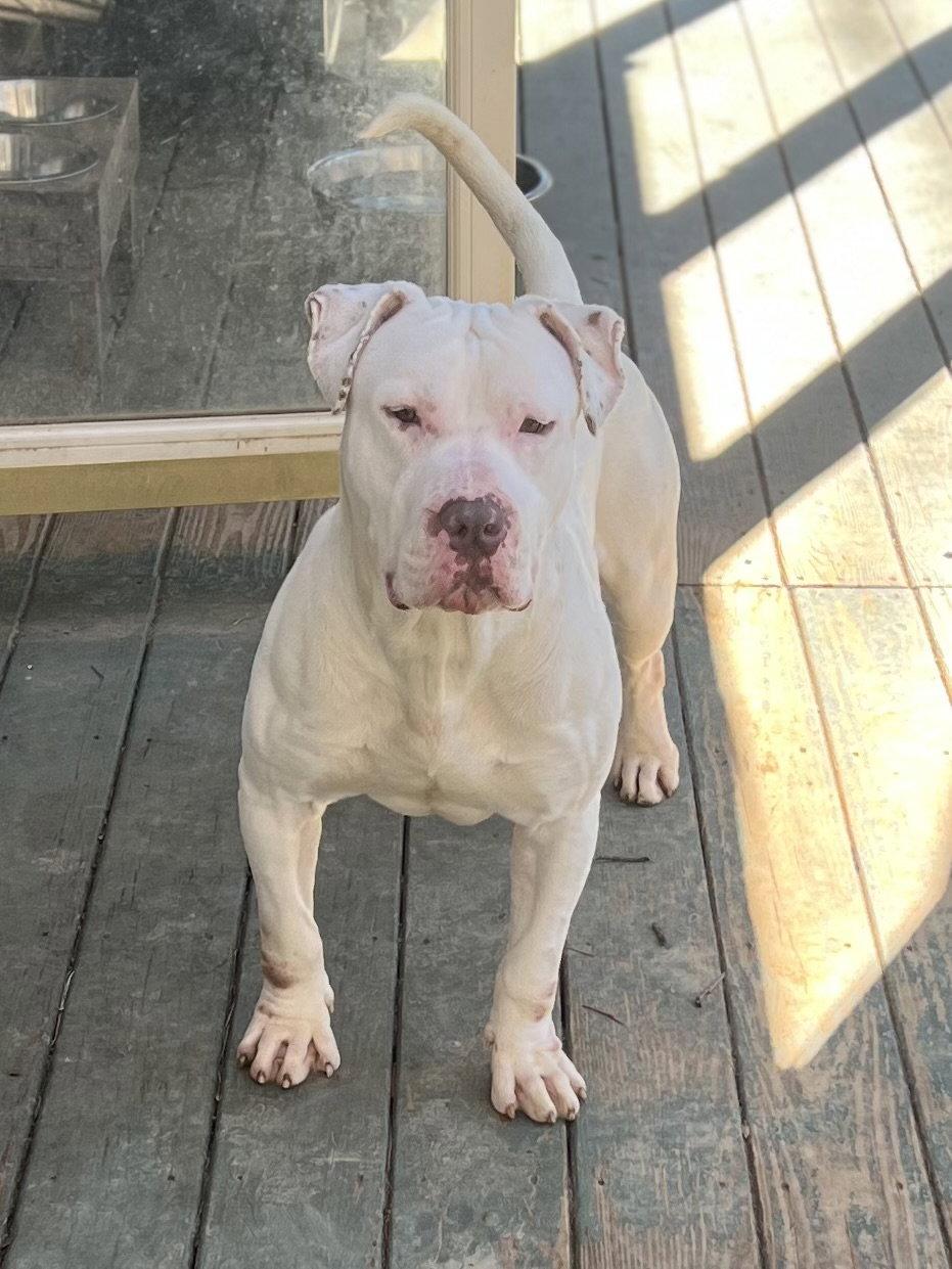 Enlarge T Bone, a Adoptable American Bulldog in Lakemont, GA image 2/3