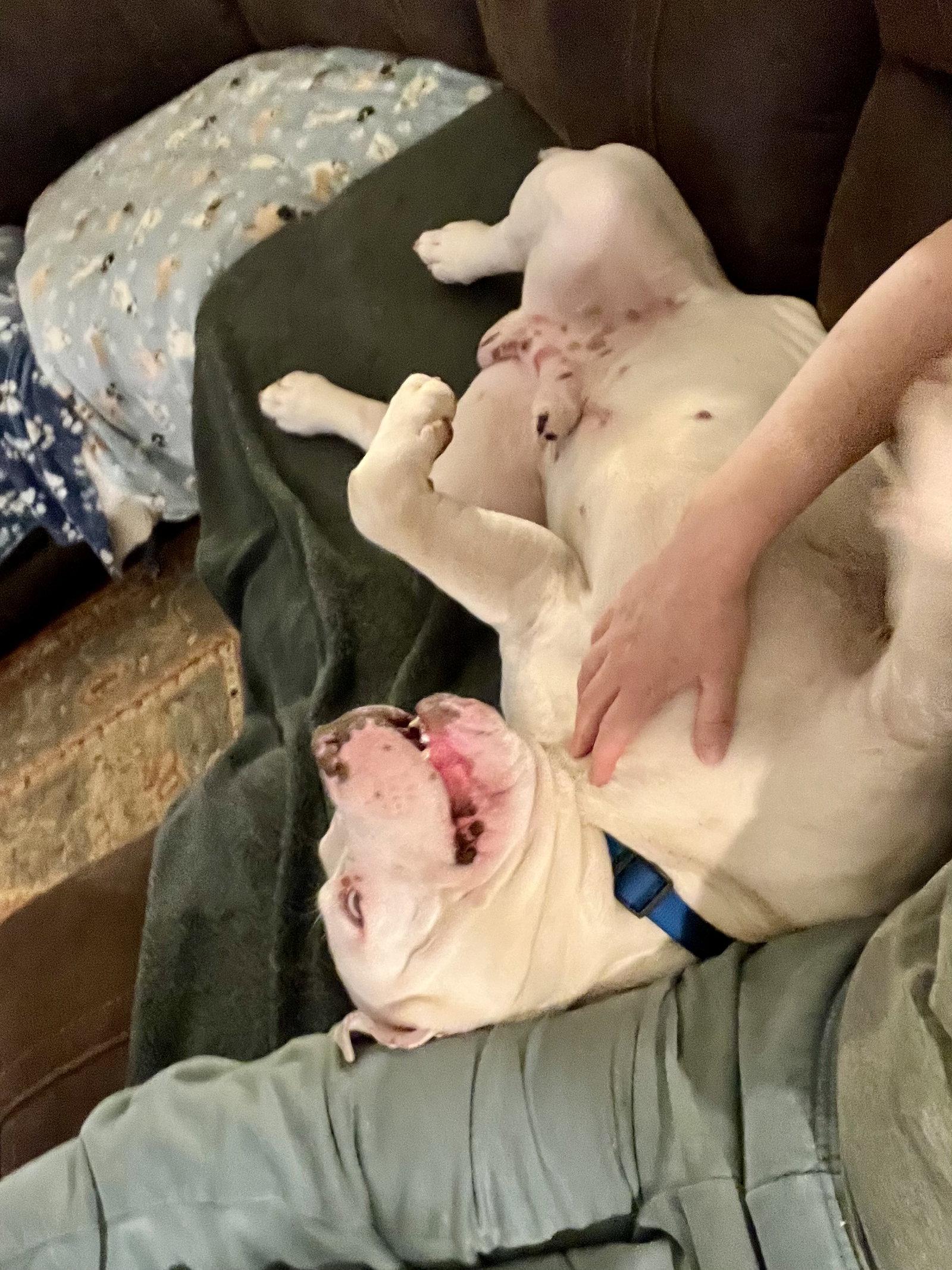 Enlarge T Bone, a Adoptable American Bulldog in Lakemont, GA image 3/3