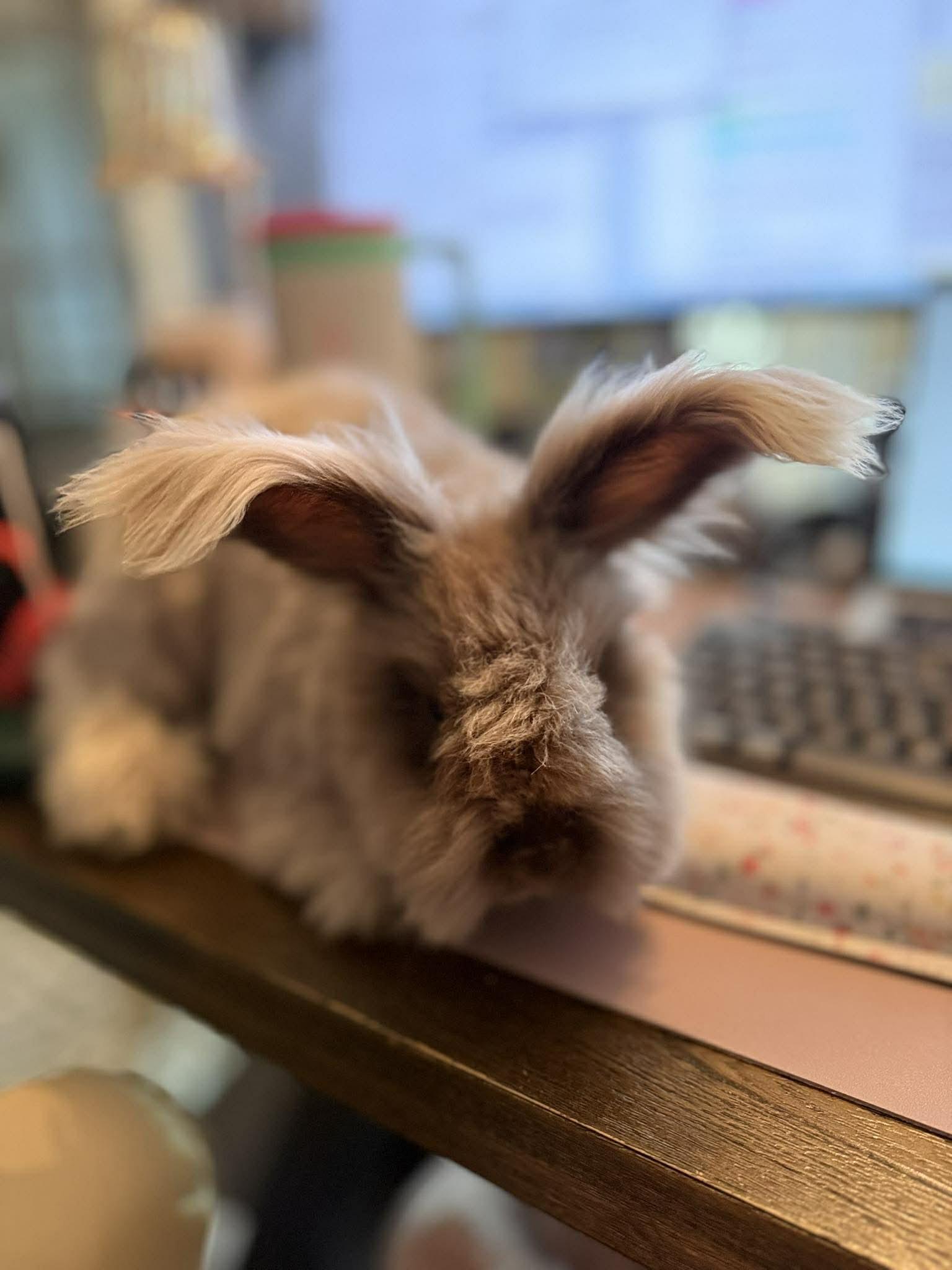 Dutch & Duchess, a ADOPTABLE Angora Rabbit in North Little Rock, AR image 1/2