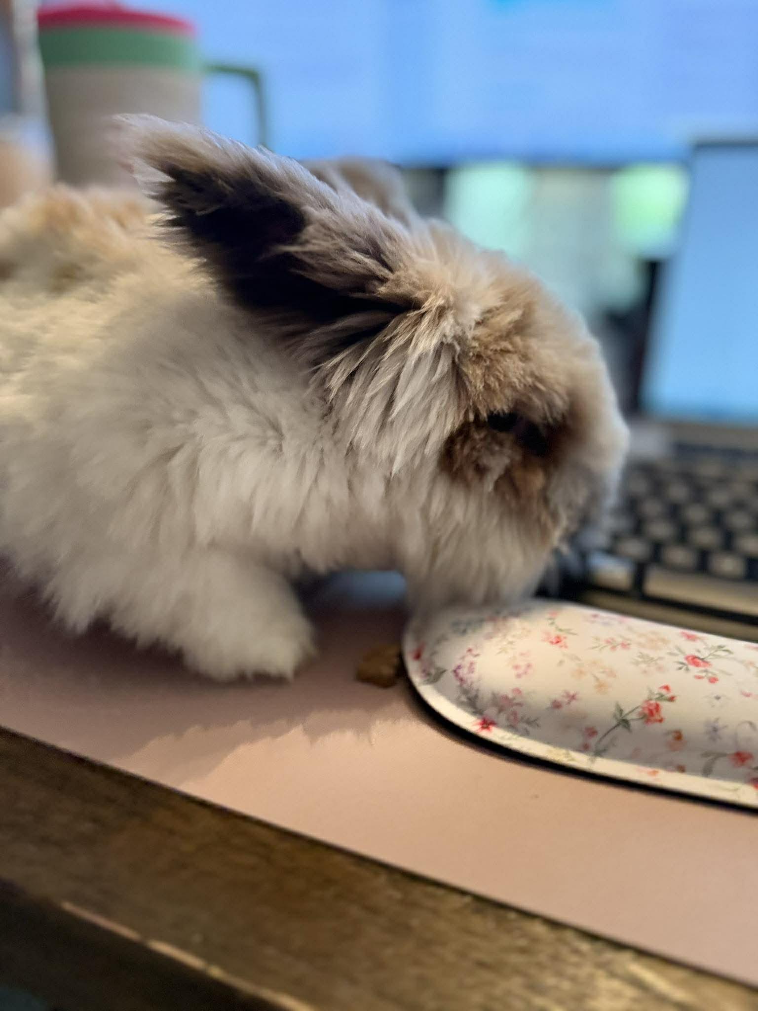 Dutch & Duchess, a ADOPTABLE Angora Rabbit in North Little Rock, AR image 2/2