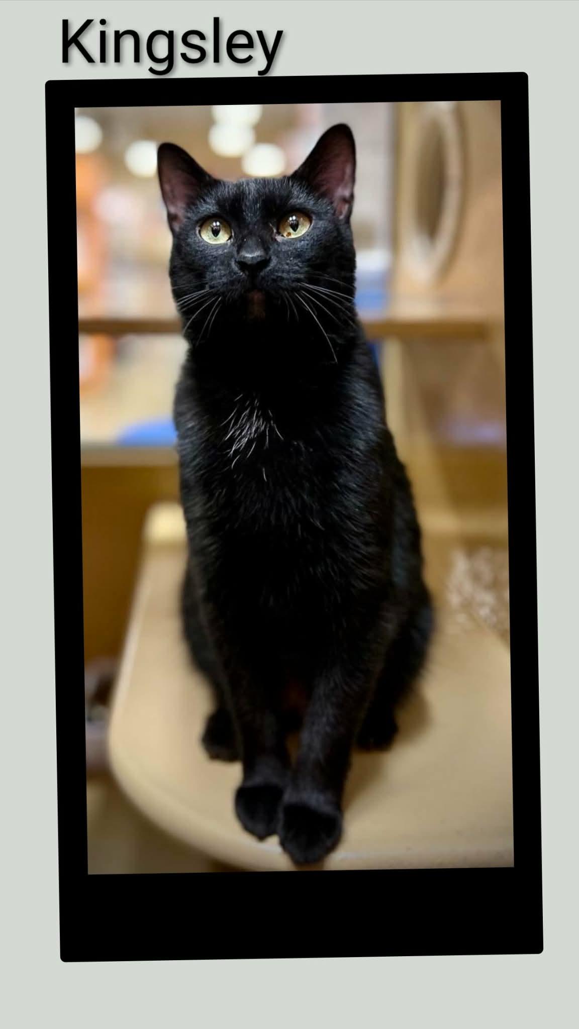 Kingsley, Adoptable, Young Female Domestic Short Hair.
