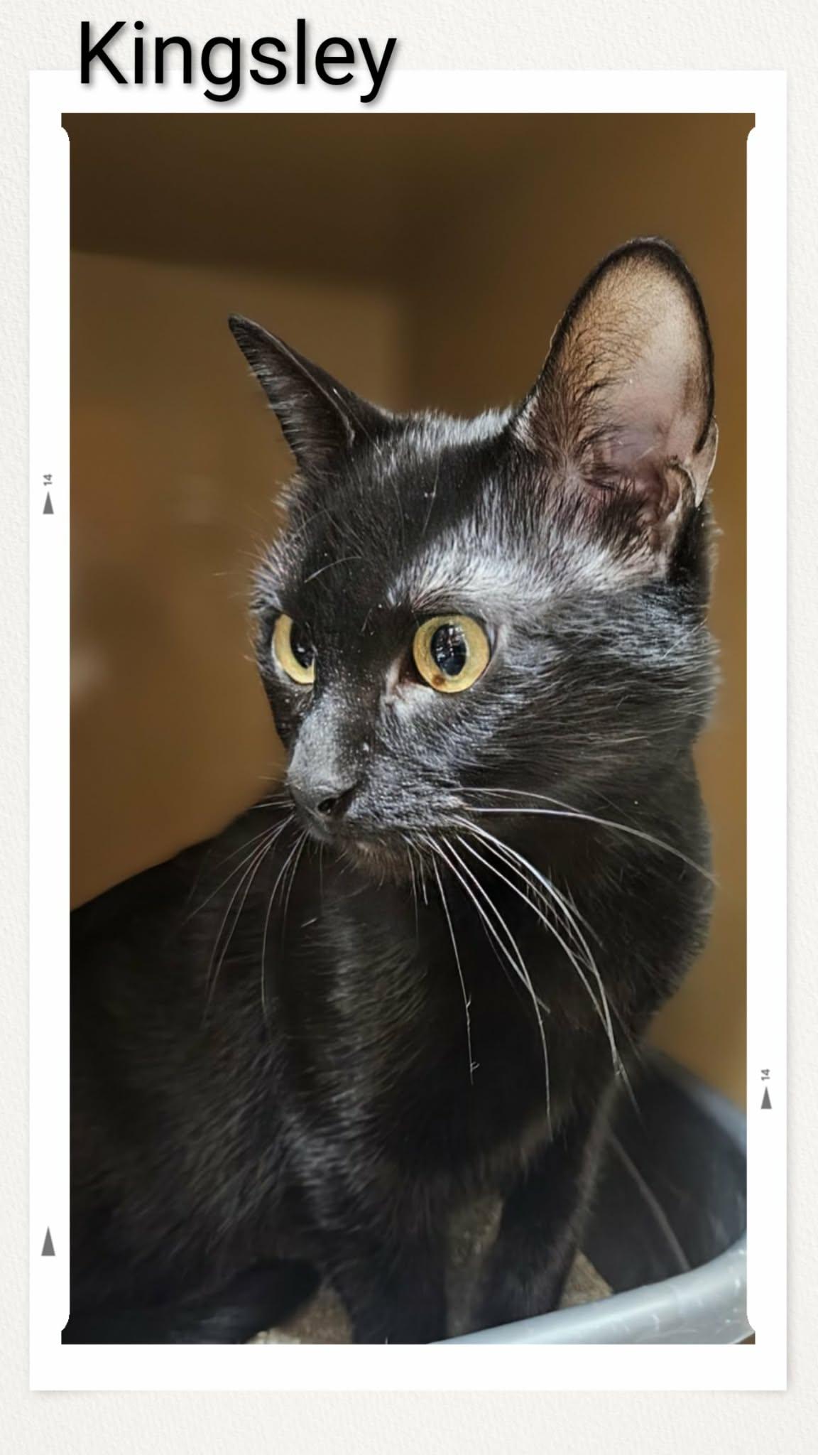 Enlarge Kingsley, a Adoptable Domestic Short Hair in Caistor Centre, ON image 2/2