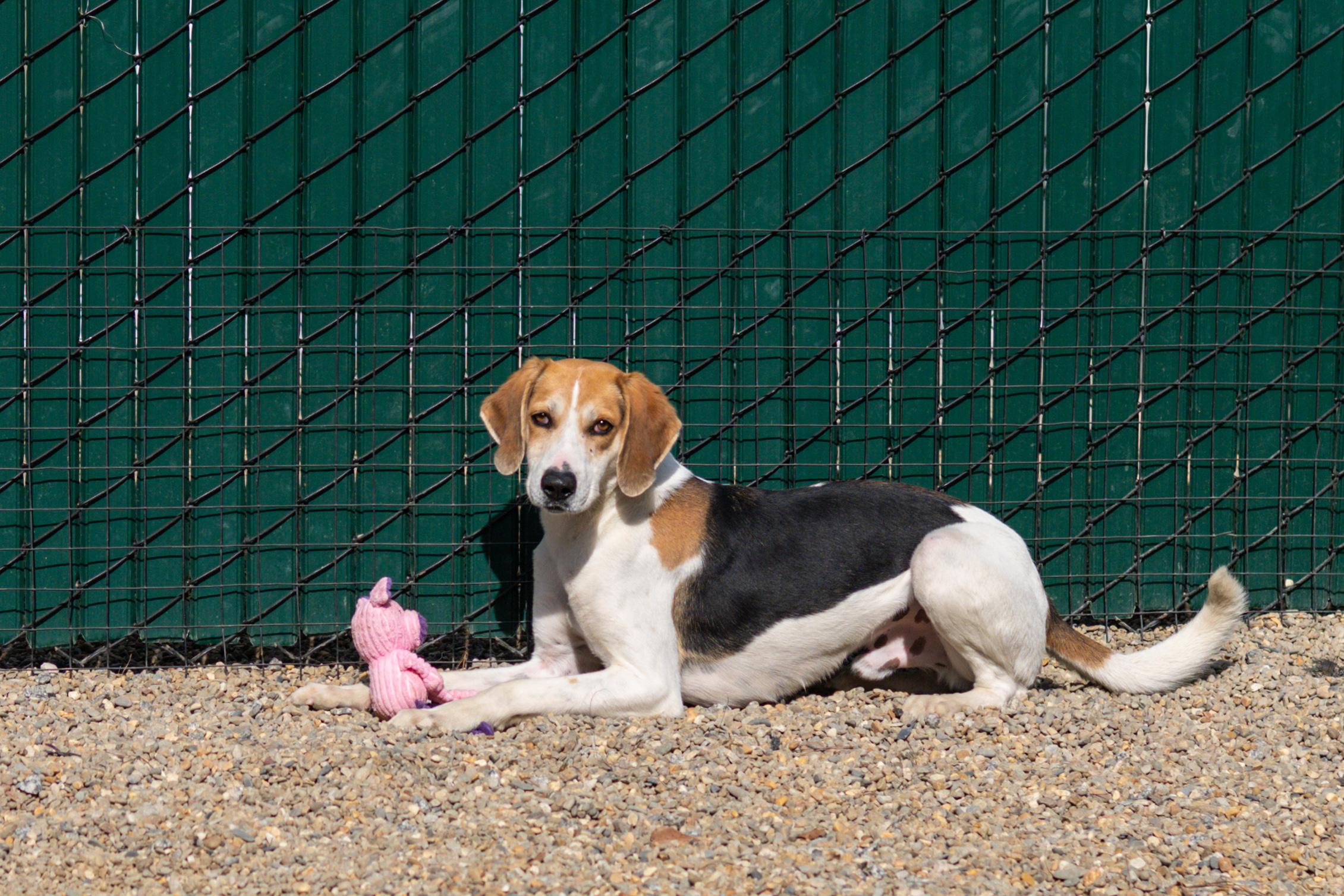 Enlarge Tillman, a Adoptable mixed breed in Hilton Head Island, SC image 5/5