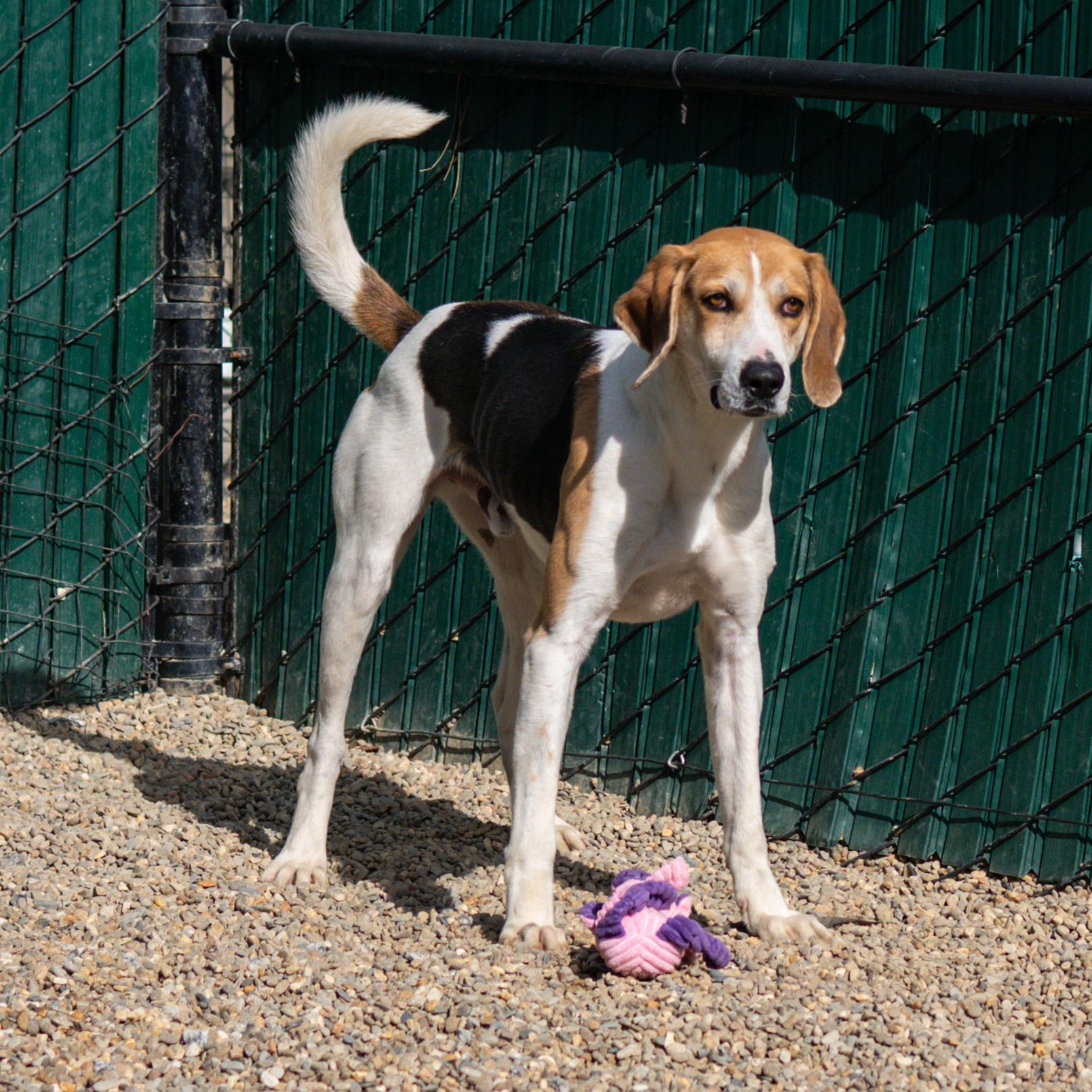 Enlarge Tillman, a Adoptable mixed breed in Hilton Head Island, SC image 2/5