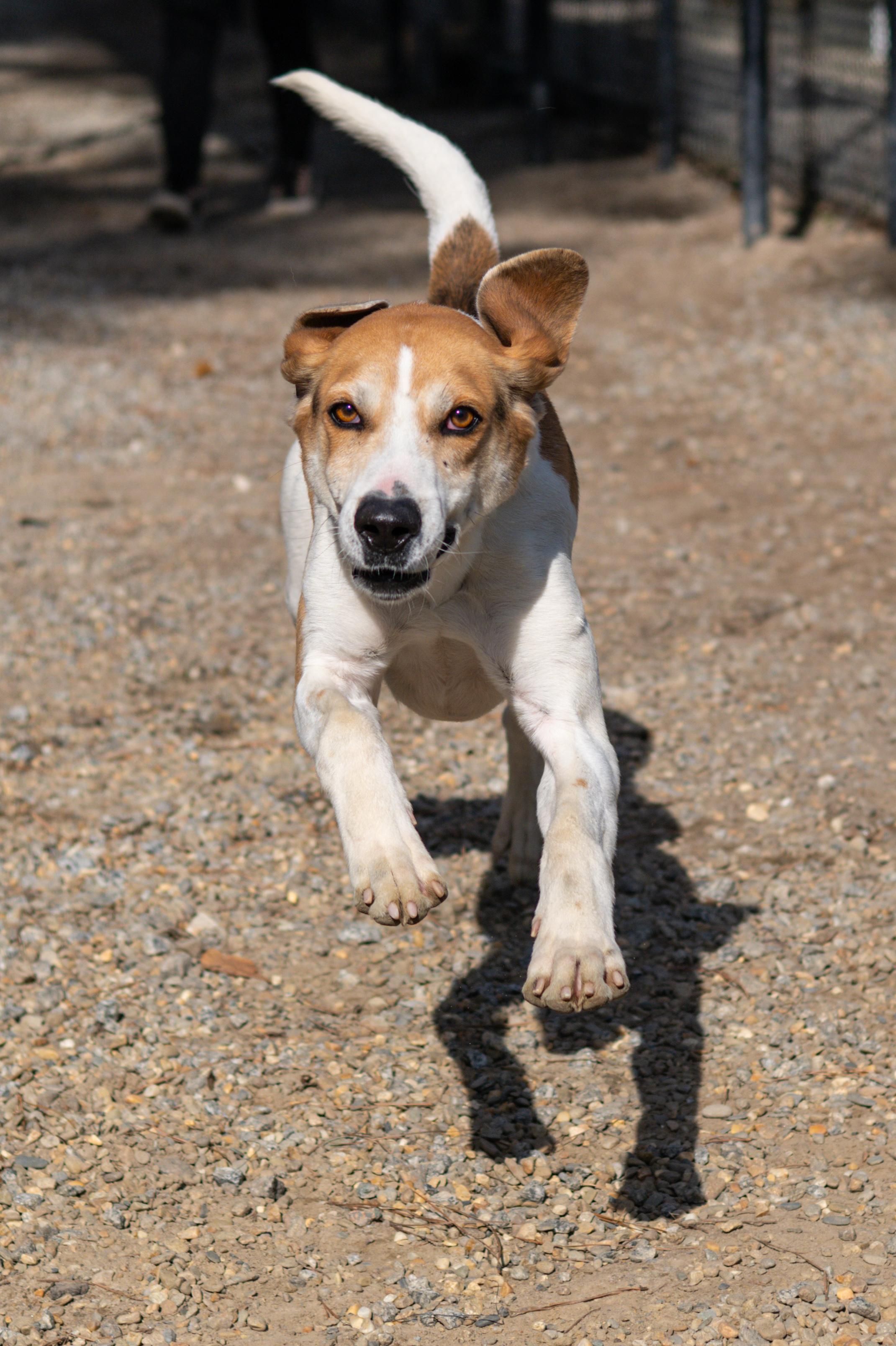 Enlarge Tillman, a Adoptable mixed breed in Hilton Head Island, SC image 3/5