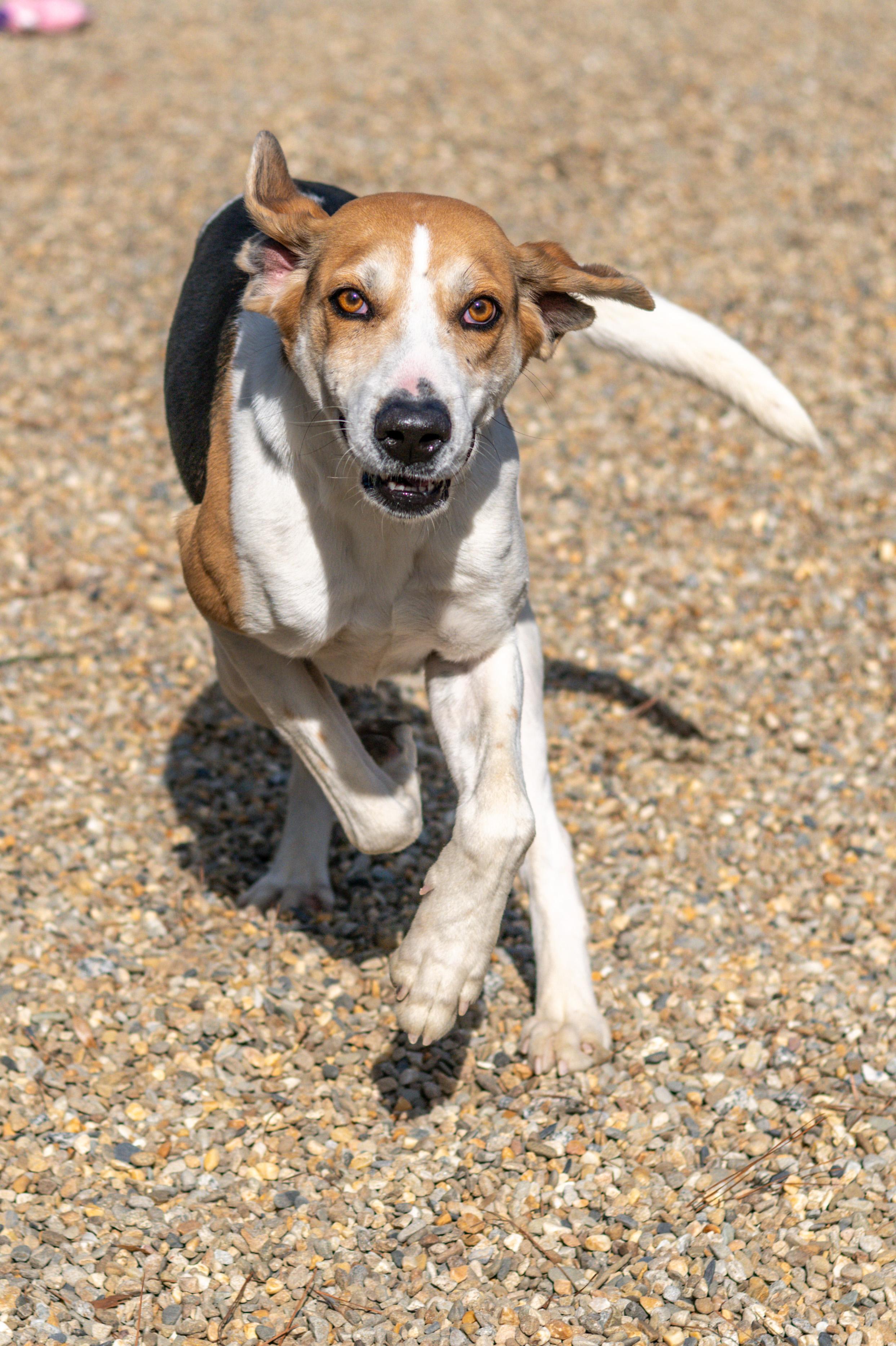 Enlarge Tillman, a Adoptable mixed breed in Hilton Head Island, SC image 4/5