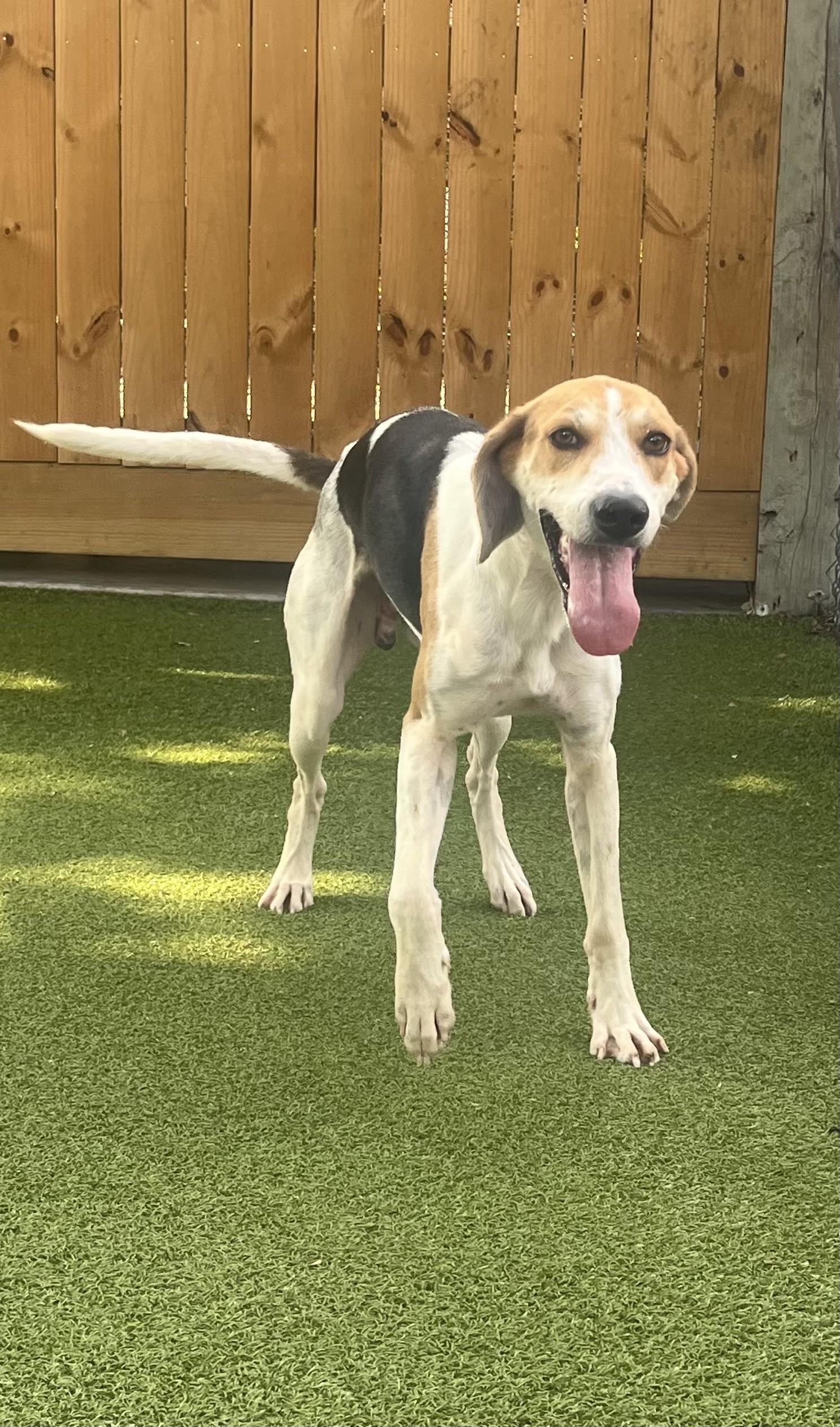 Tillman, Adoptable, Adult Male Hound.