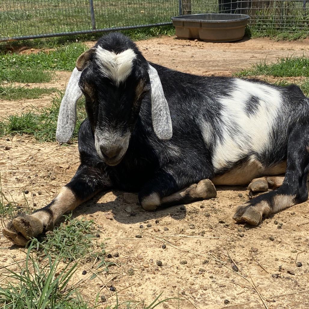 Phillip, Adult Male Goat