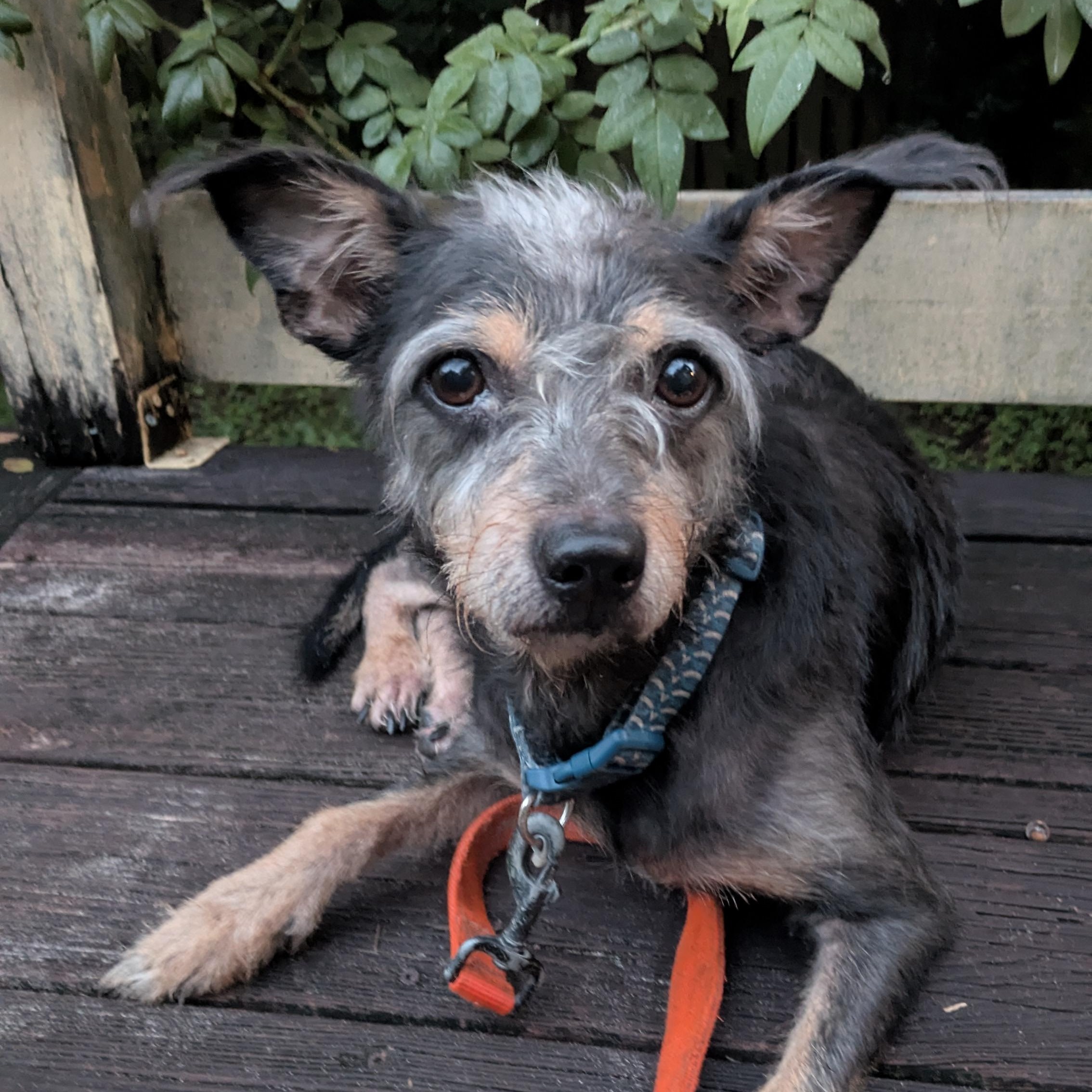 Sam, Adopted, Adult Male Terrier.