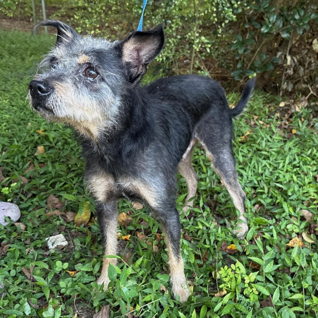 Enlarge Sam, a Adopted Terrier in Mobile, AL image 2/2