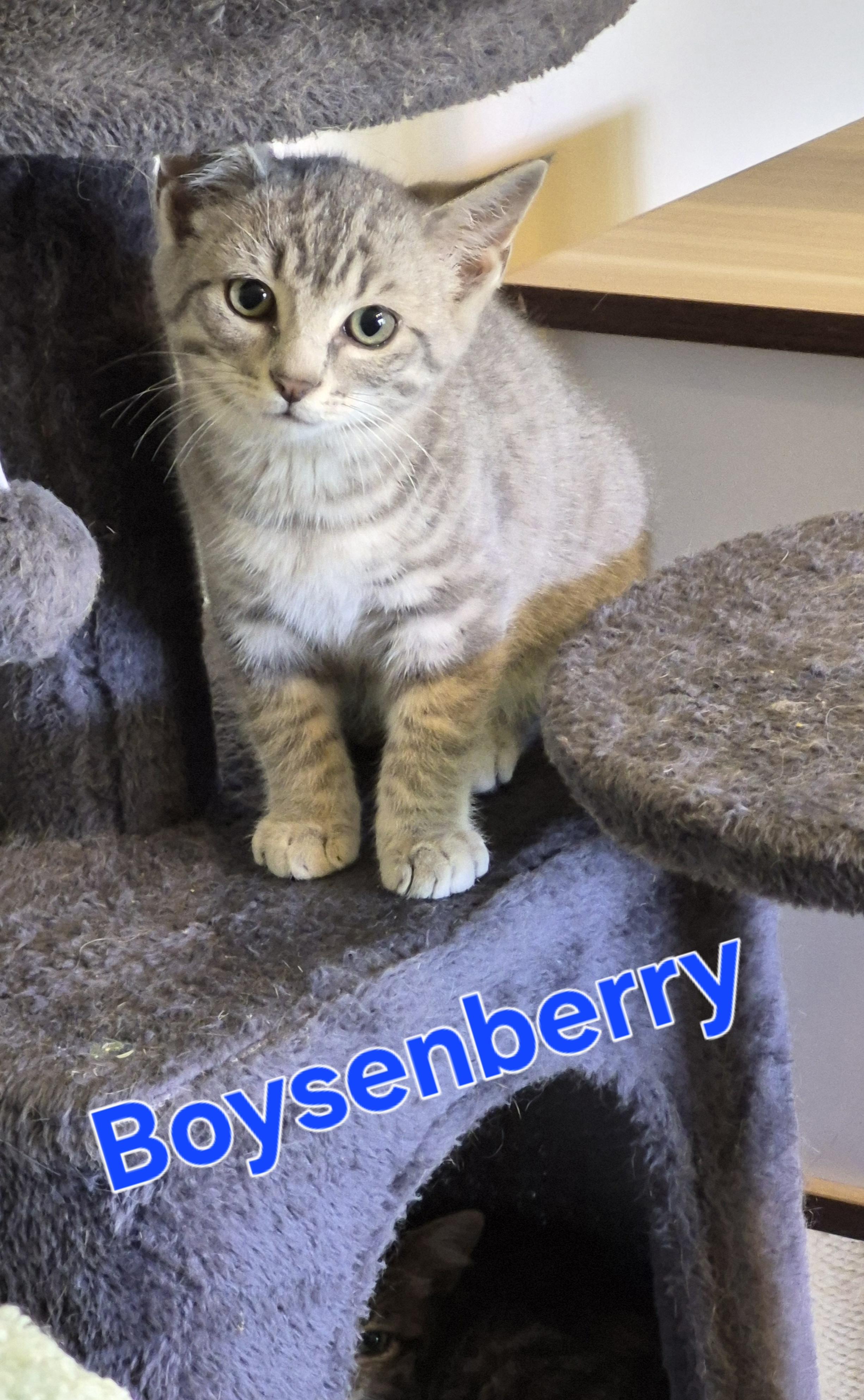 Boysenberry, Adoptable, Kitten Male Domestic Short Hair.