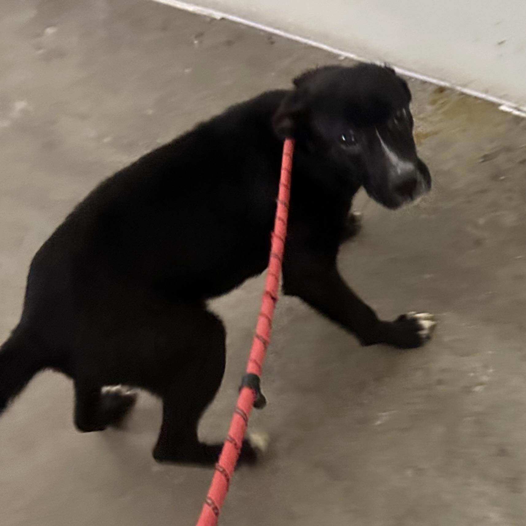 Myles, ADOPTABLE, Puppy Male Labrador Retriever.