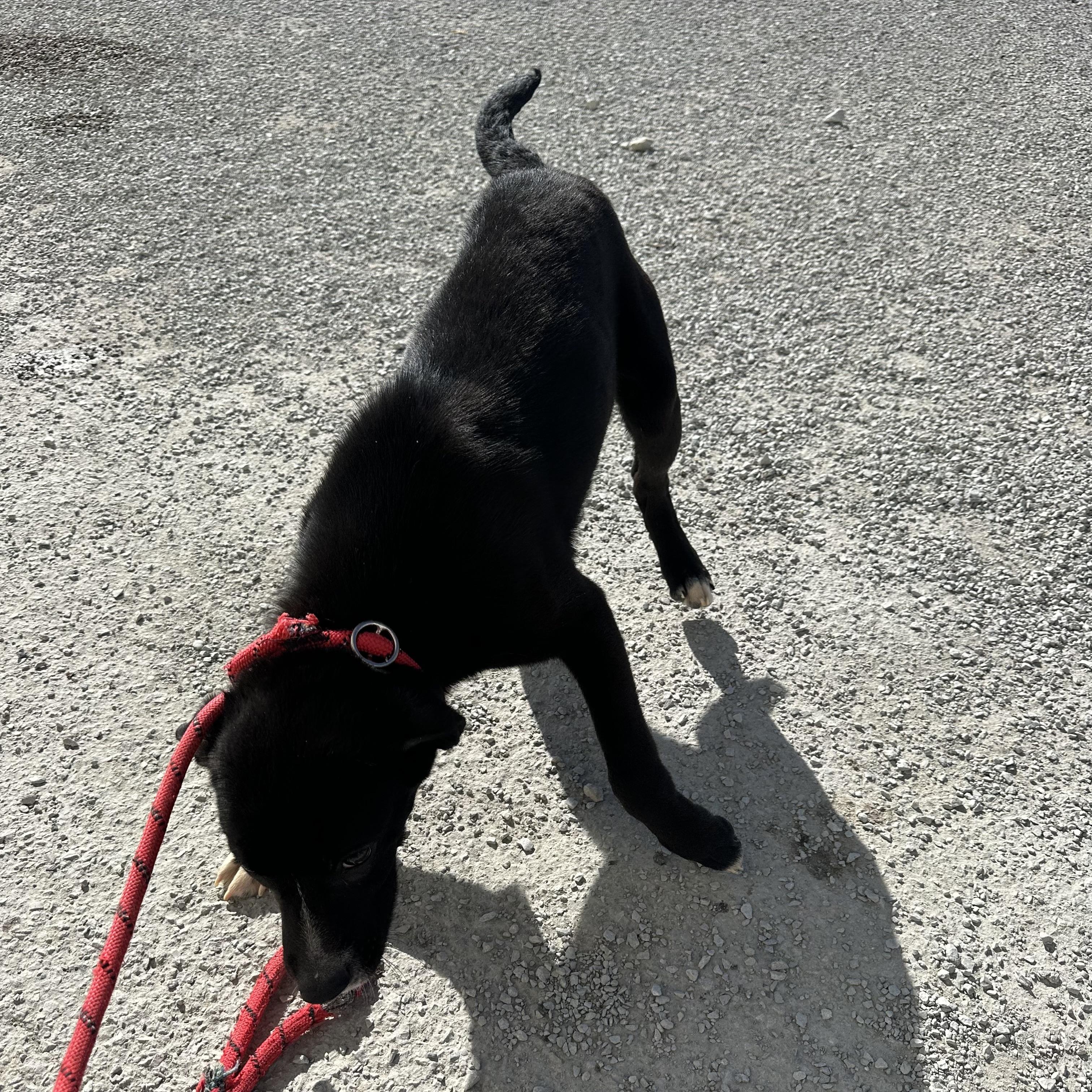 Enlarge Myles, a ADOPTABLE mixed breed in Trenton, MO image 2/2