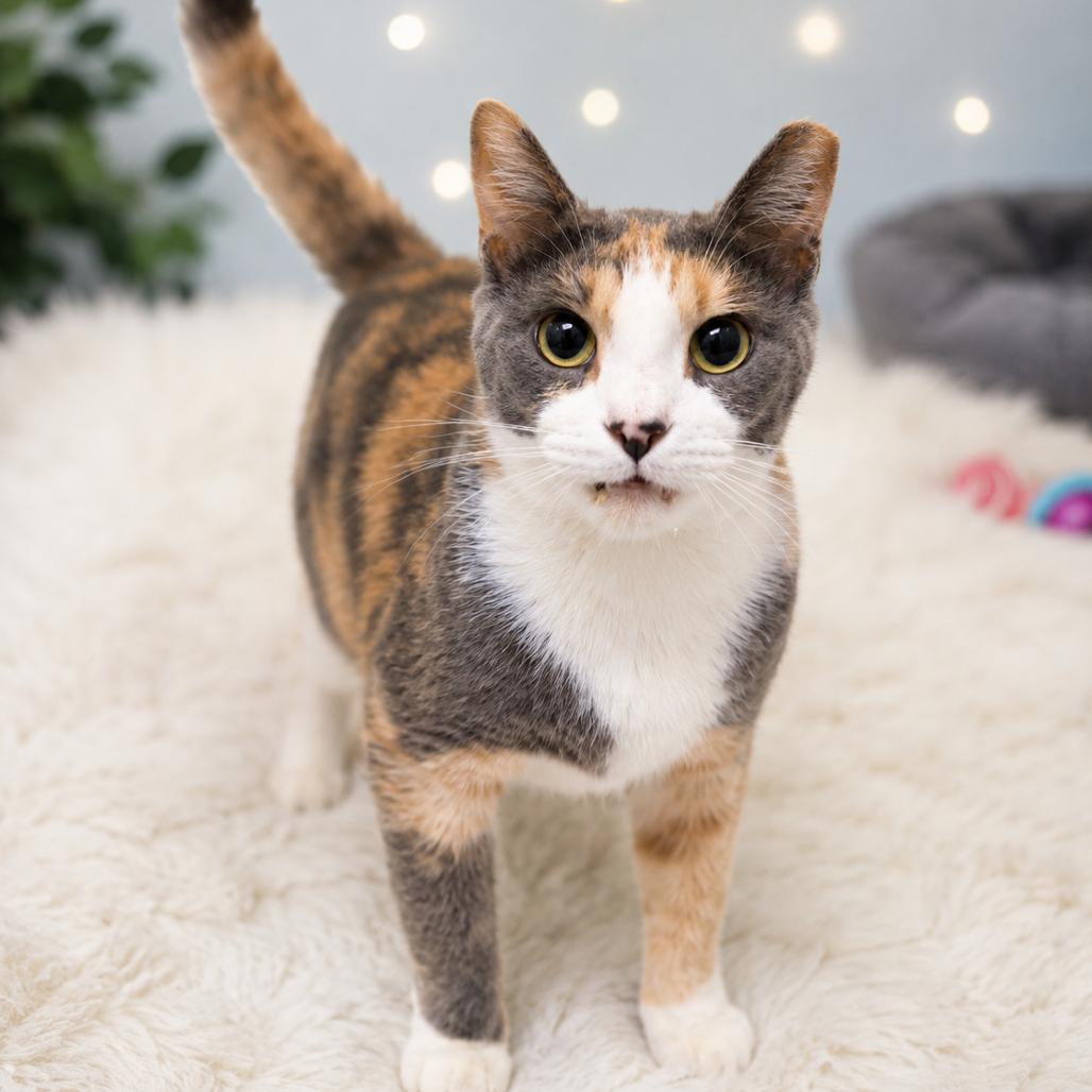 Enlarge Dahlia, a Adoptable Domestic Short Hair in Missouri City, TX image 1/1
