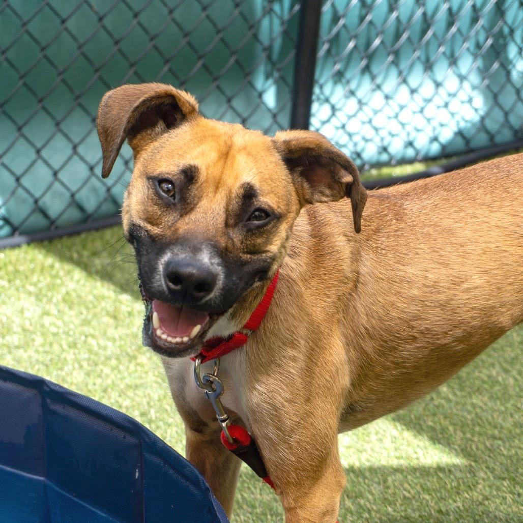Mauser, Adoptable, Young Male Mixed Breed.