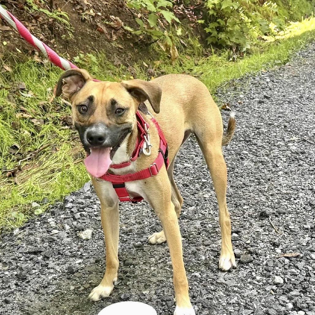 Mauser, a Adoptable Mixed Breed in Asheville, NC image 2/6