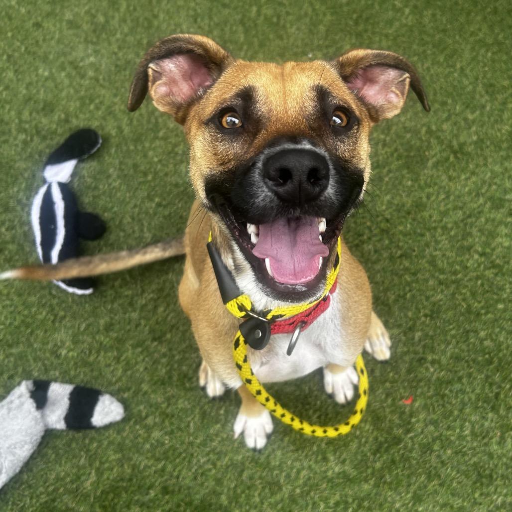 Mauser, a Adoptable Mixed Breed in Asheville, NC image 3/6
