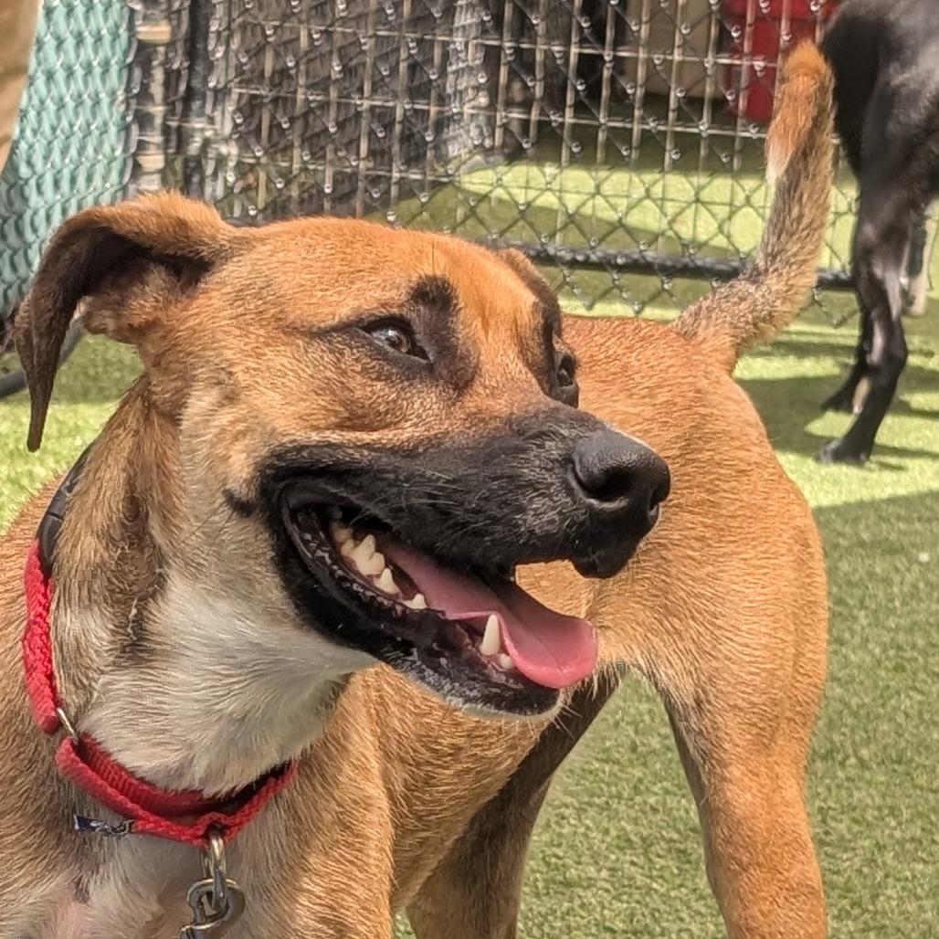 Mauser, a Adoptable Mixed Breed in Asheville, NC image 4/6