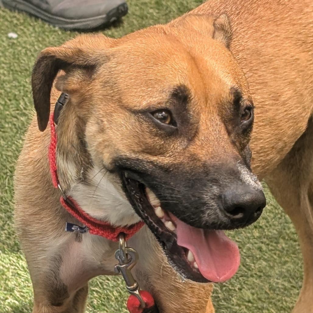 Mauser, a Adoptable Mixed Breed in Asheville, NC image 5/6