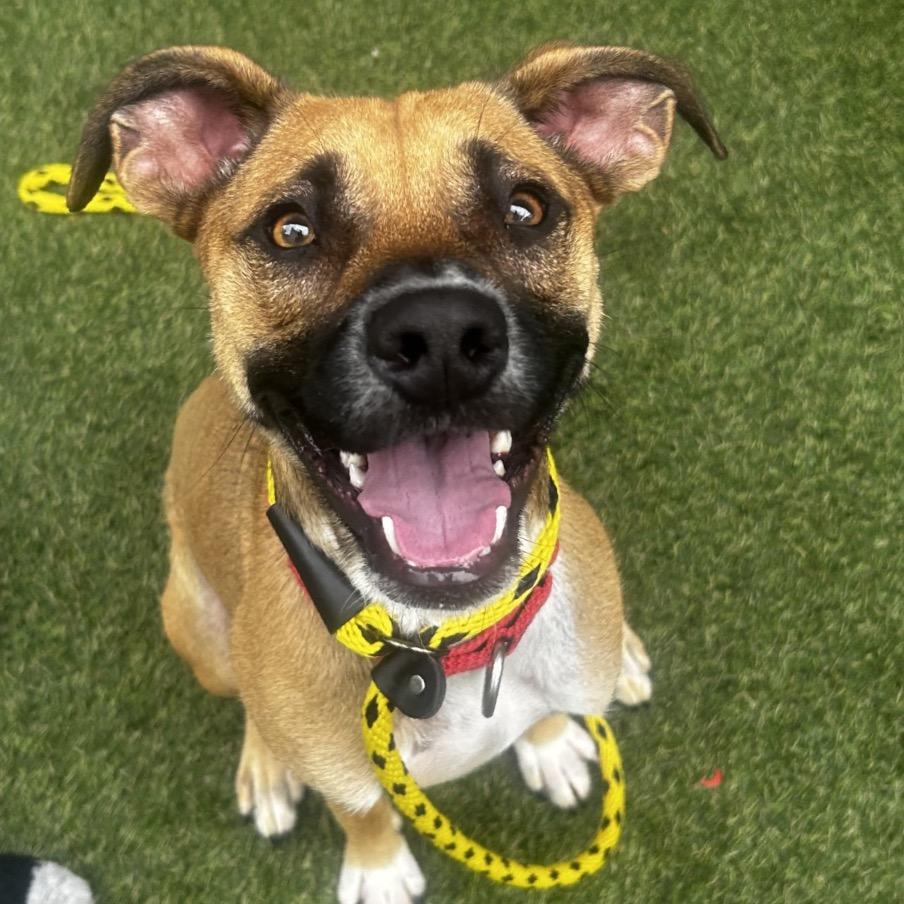 Mauser, a Adoptable Mixed Breed in Asheville, NC image 6/6