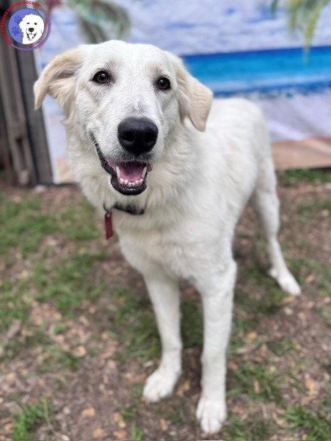 Enlarge Elene, a Adoptable Great Pyrenees in Sims, NC image 3/6
