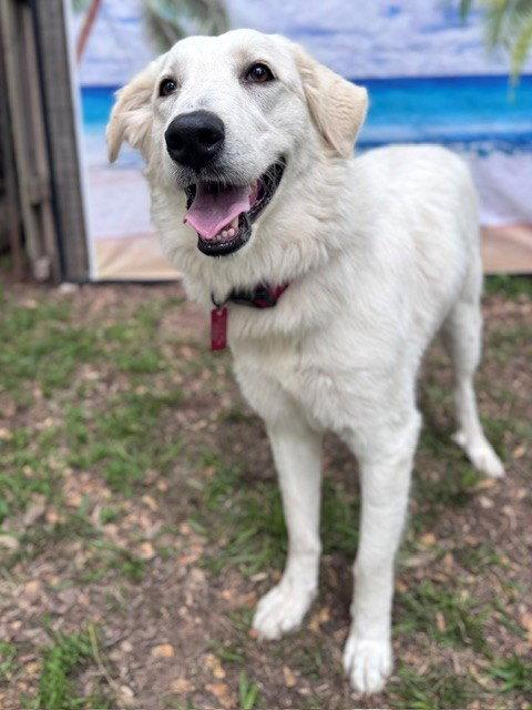 Enlarge Elene, a Adoptable Great Pyrenees in Sims, NC image 4/6