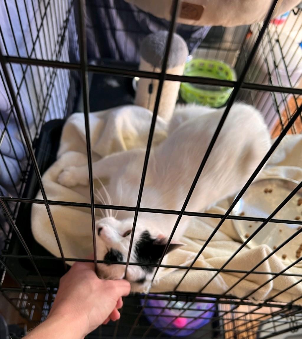 Enlarge Mama Dot, a Adoptable Domestic Short Hair in Reno, NV image 2/3