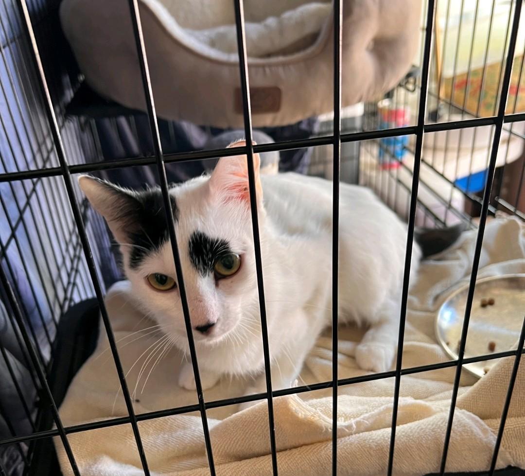 Enlarge Mama Dot, a Adoptable Domestic Short Hair in Reno, NV image 3/3